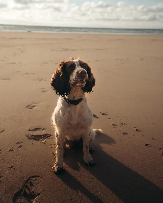 A springer spaniel sitting on a sandy beach in the sun