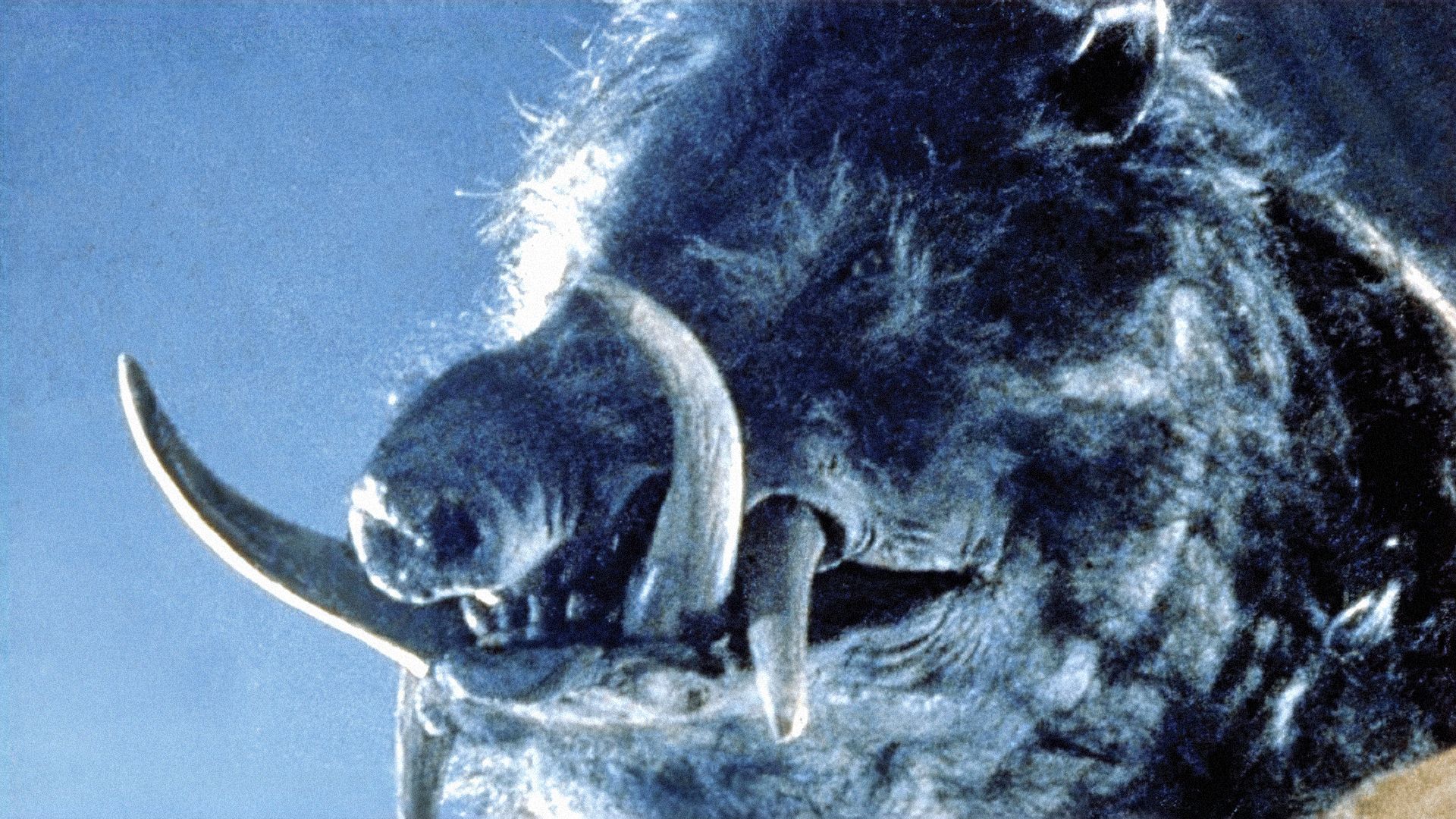 A terrifying, close-up shot of a giant, mutated wild boar with massive, curved tusks protruding from its snout. The image is grainy and high-contrast, highlighting the coarse hair and menacing features of the creature.