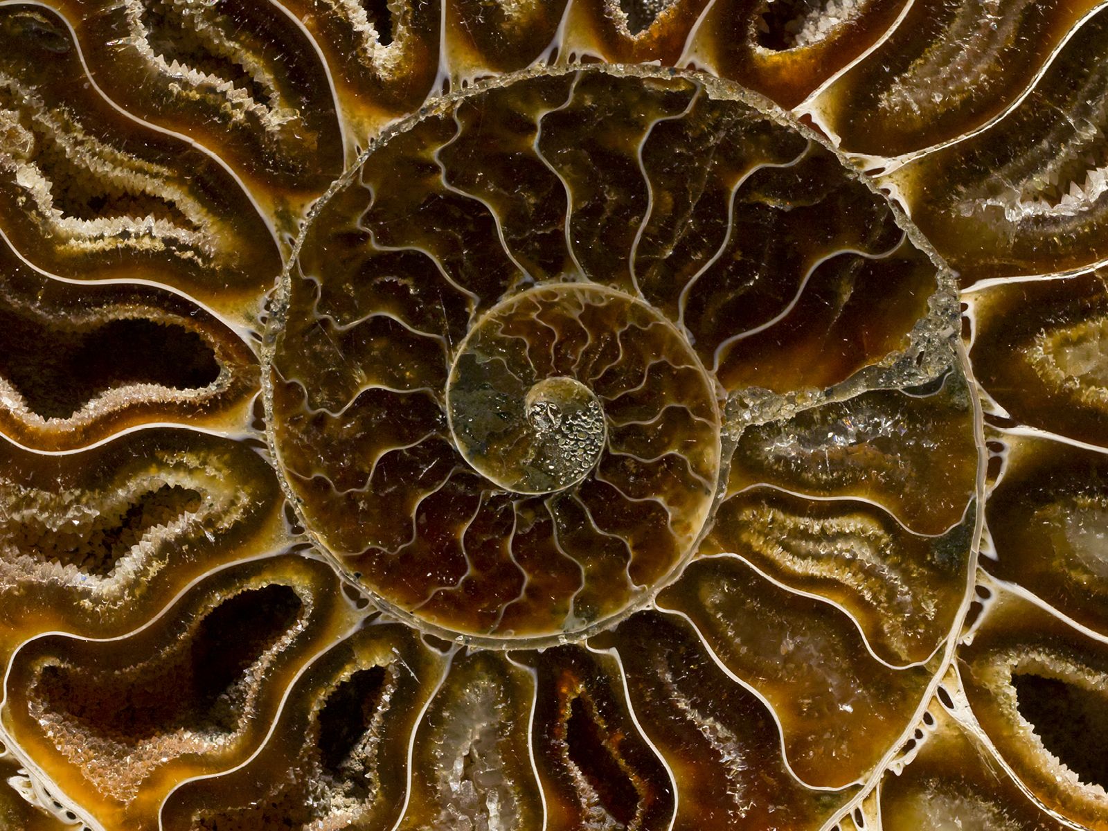 A detailed macro cross-section of an ammonite fossil reveals a spiraling sequence of amber-colored chambers lined with crystalline structures. Fine, wavy white lines trace the internal architecture of the shell, creating a complex organic pattern.