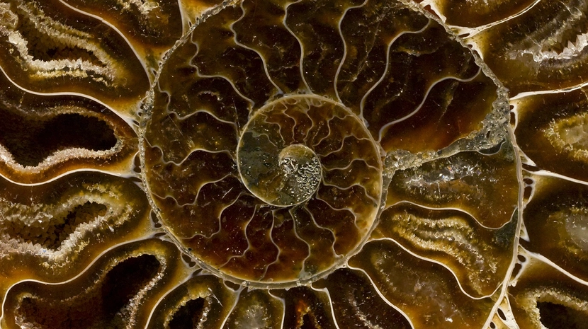 A detailed macro cross-section of an ammonite fossil reveals a spiraling sequence of amber-colored chambers lined with crystalline structures. Fine, wavy white lines trace the internal architecture of the shell, creating a complex organic pattern.