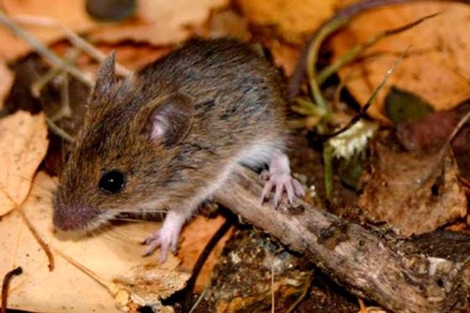 Cepa Andes: O que se sabe sobre a variante do hantavírus que pode ser transmitida entre humanos