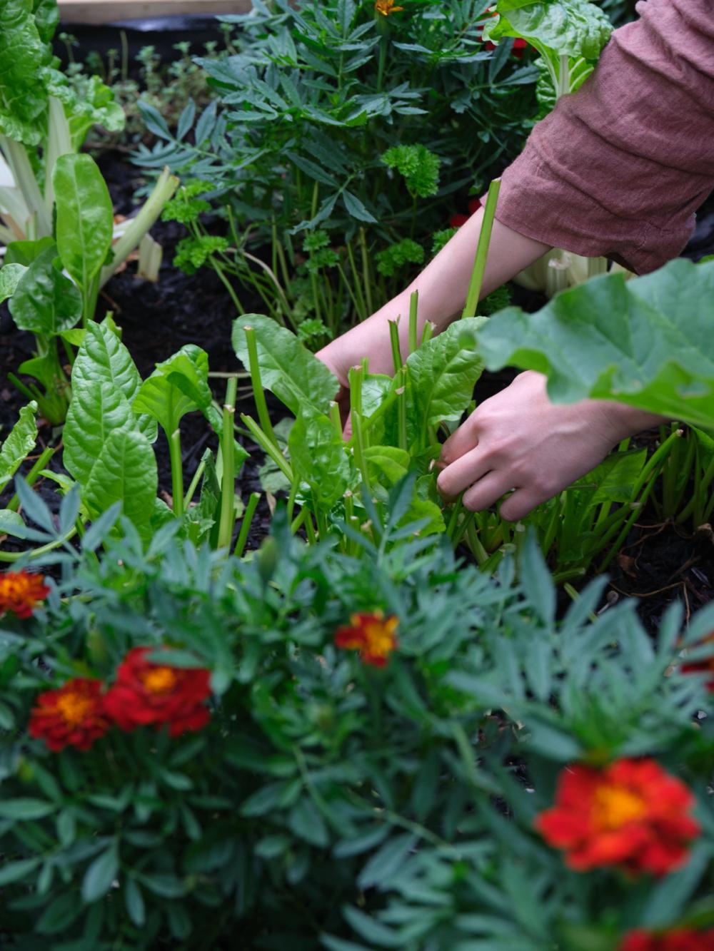 a person is picking vegetables in a garden surrounded by flowers .