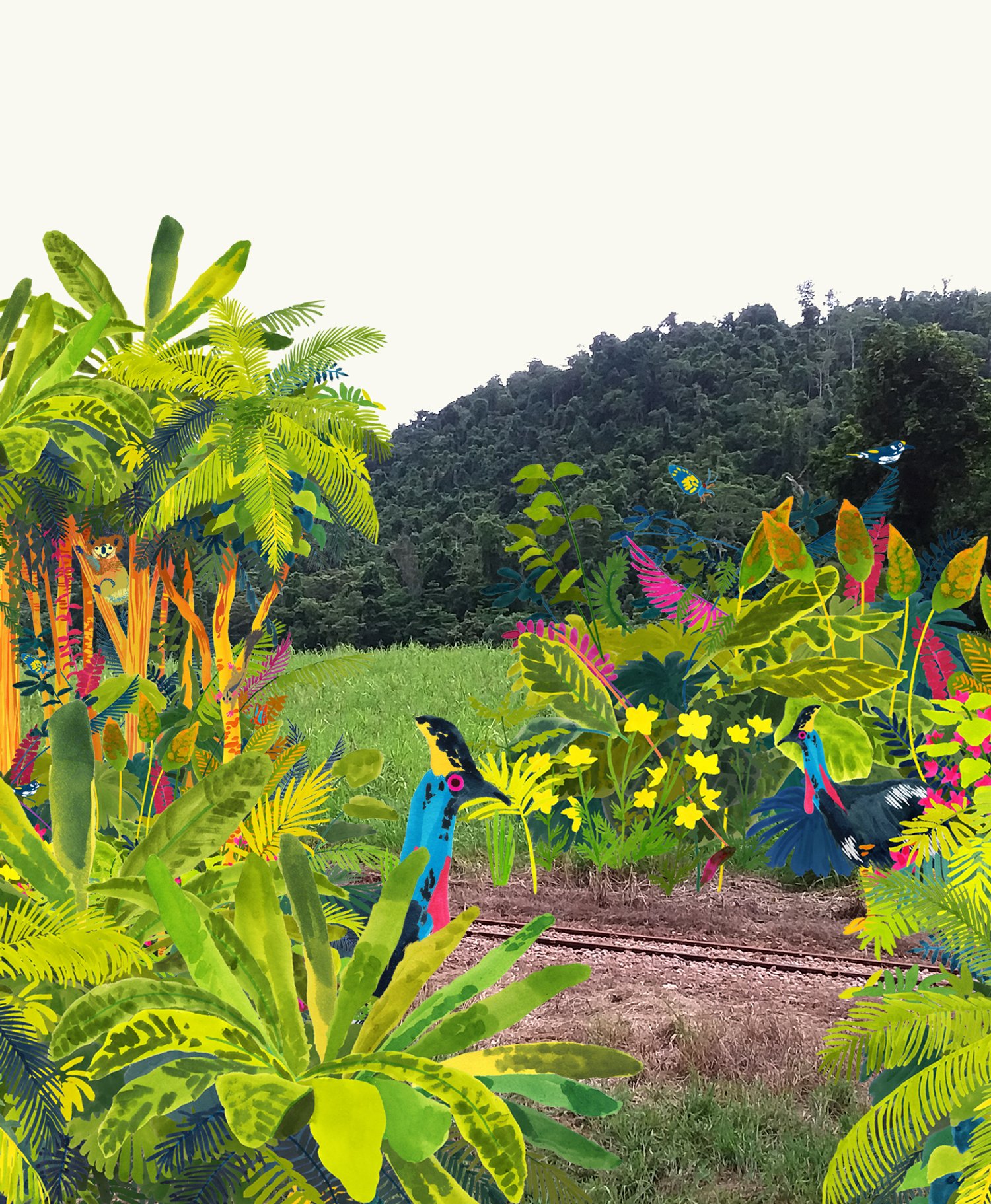 Restore Cassowary Bird habitat in Australia