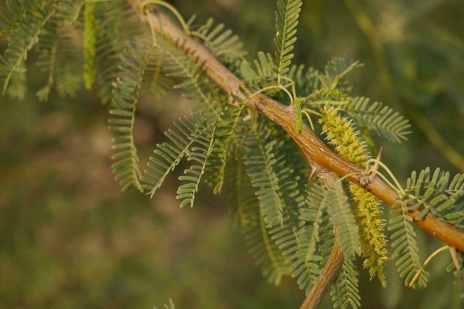 Ghaf Trees – SUGi