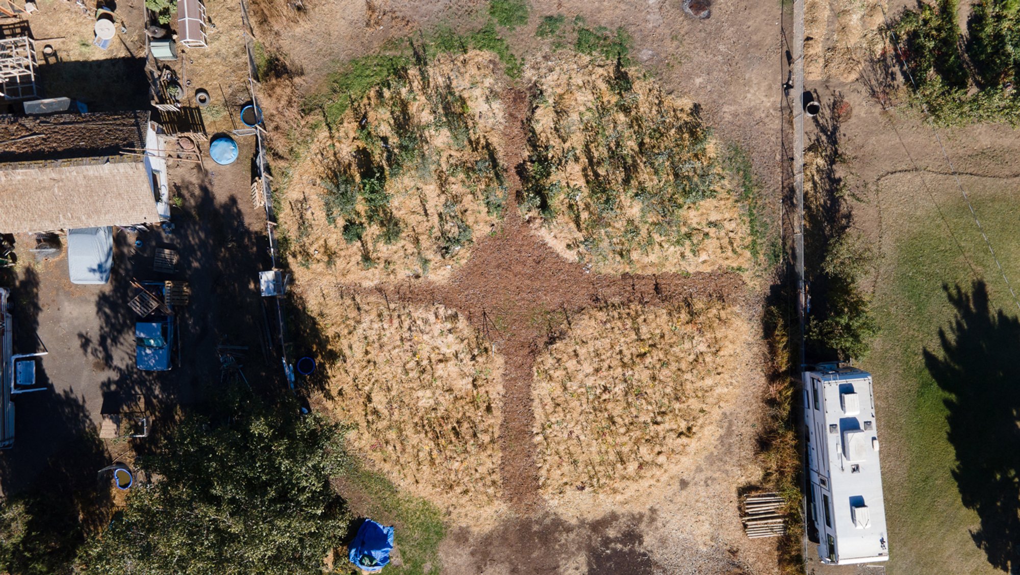 forest seen from above