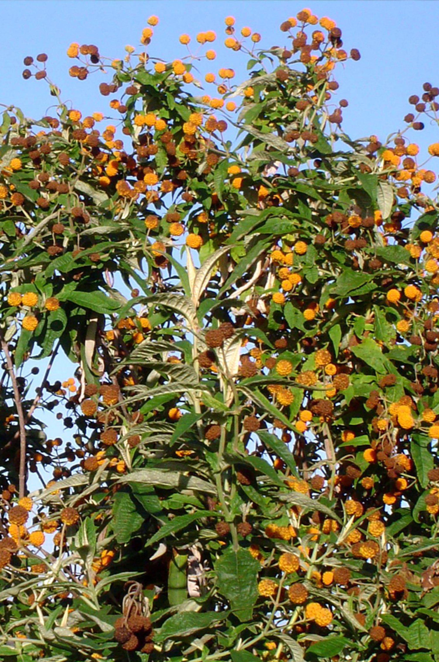 Buddleja Globosa