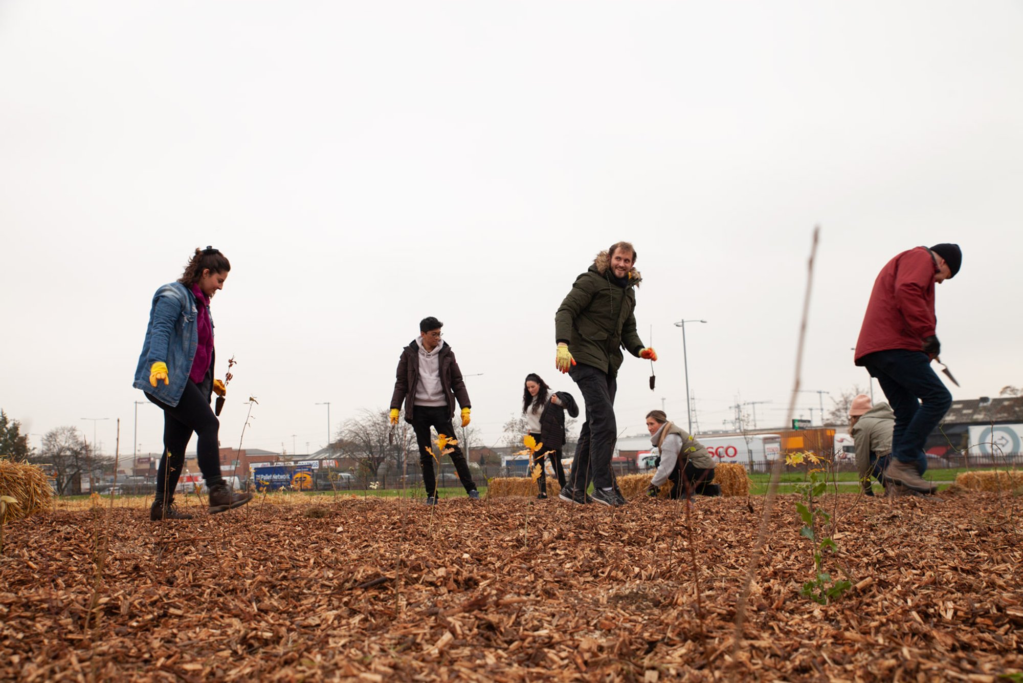 people stand in a field planting tree saplings