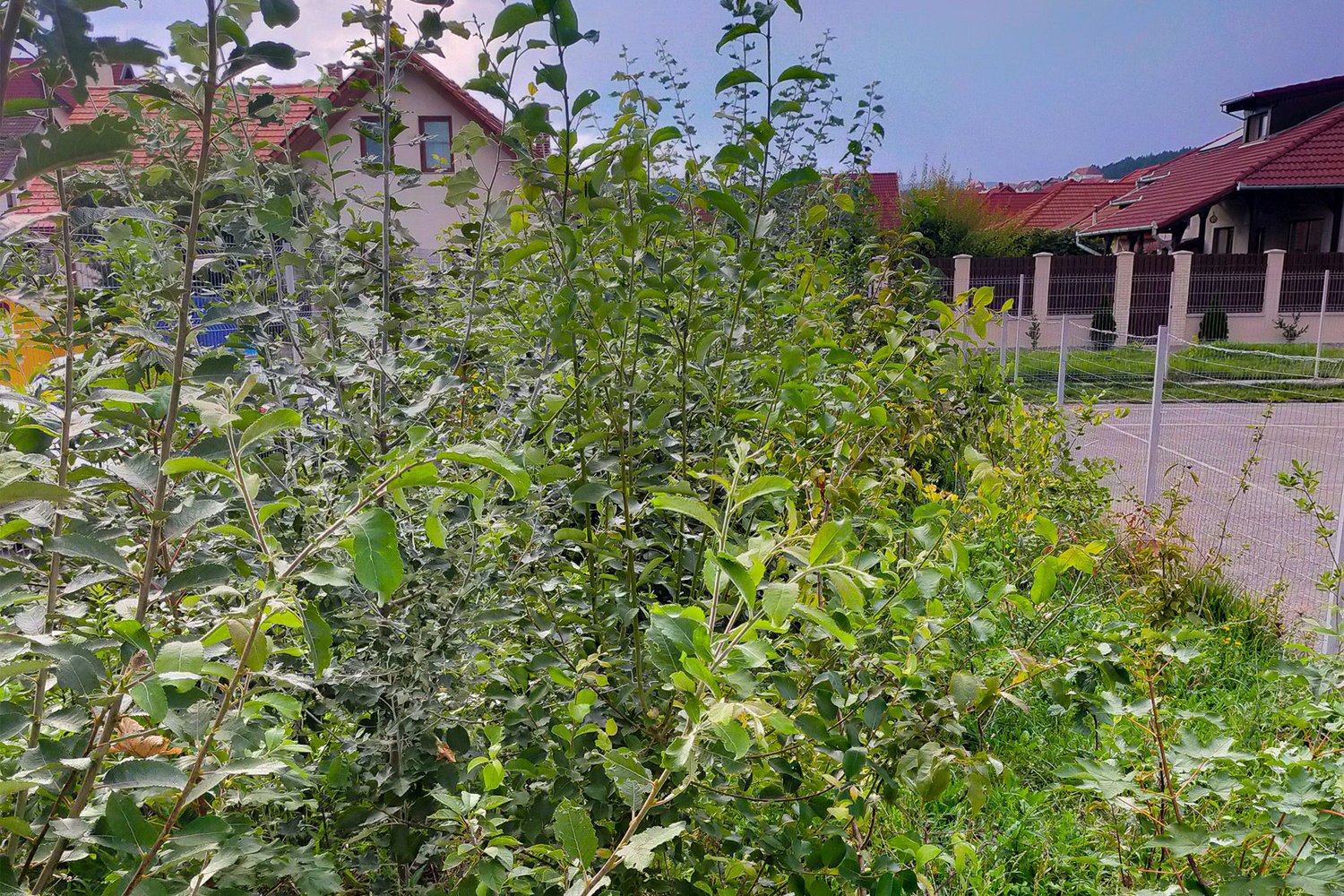 green plants with a building in the background