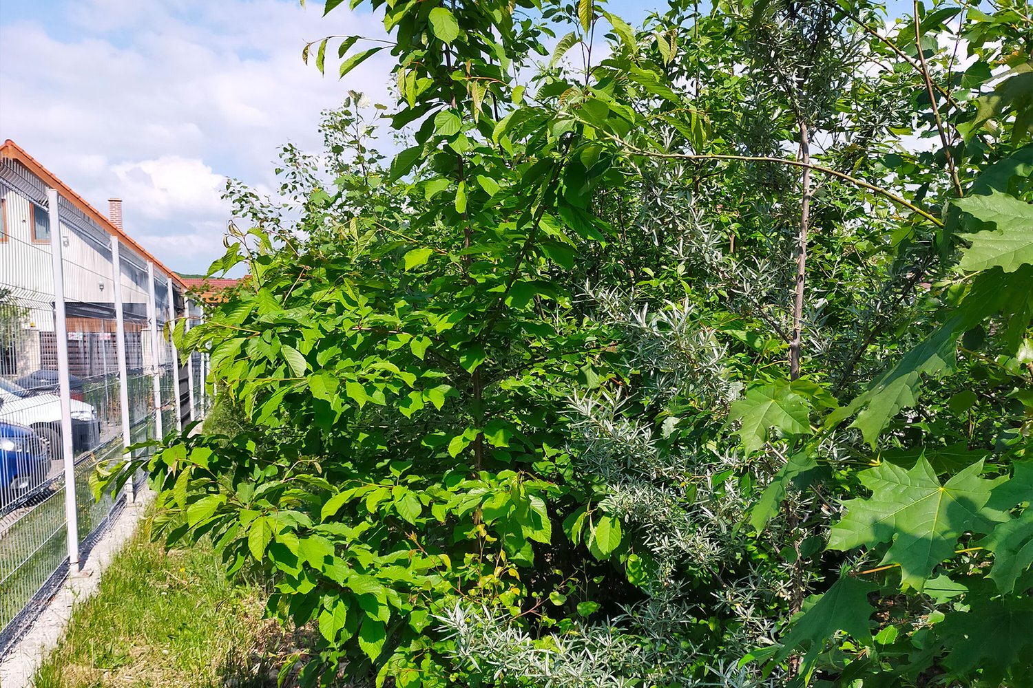 green plants with a building in the background