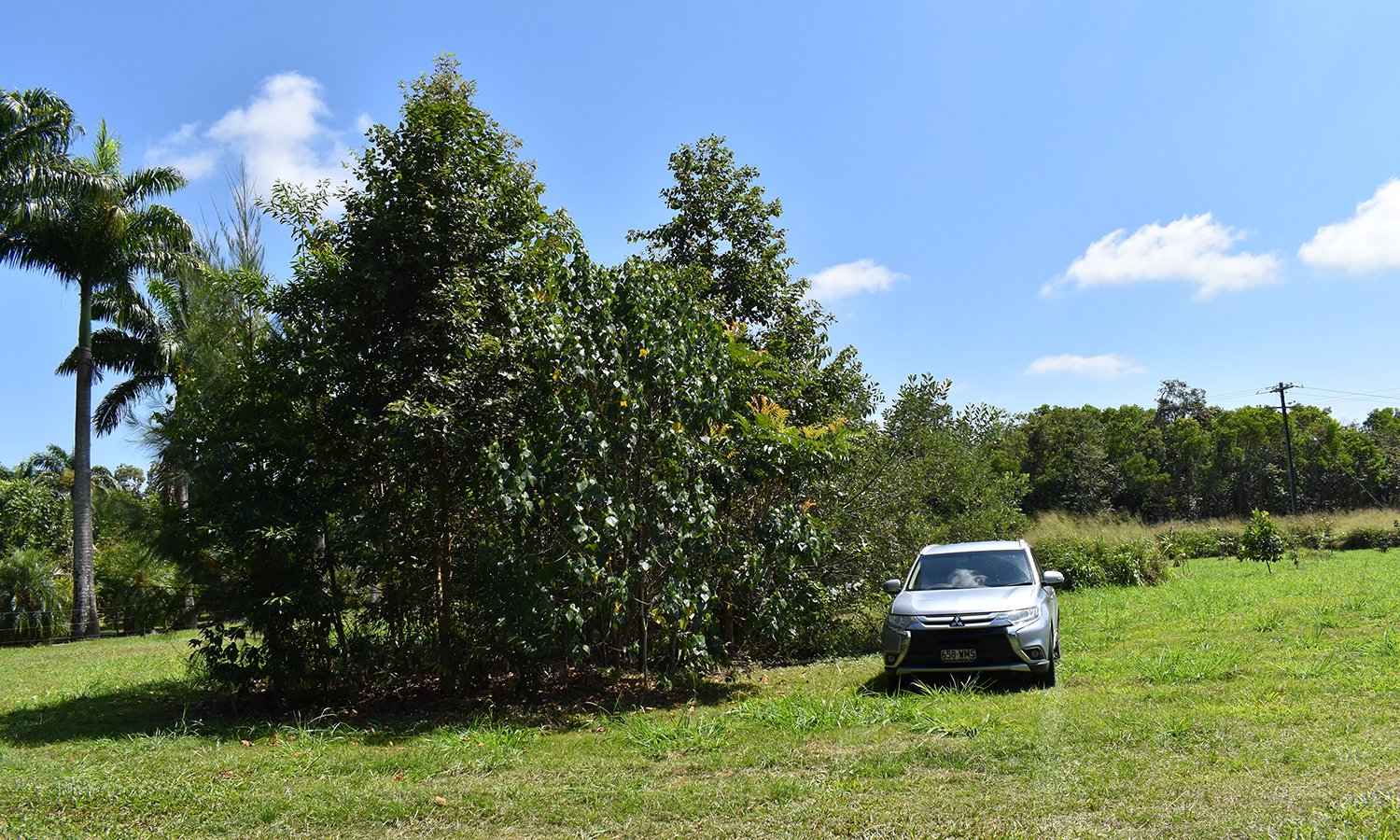 tall trees and a car