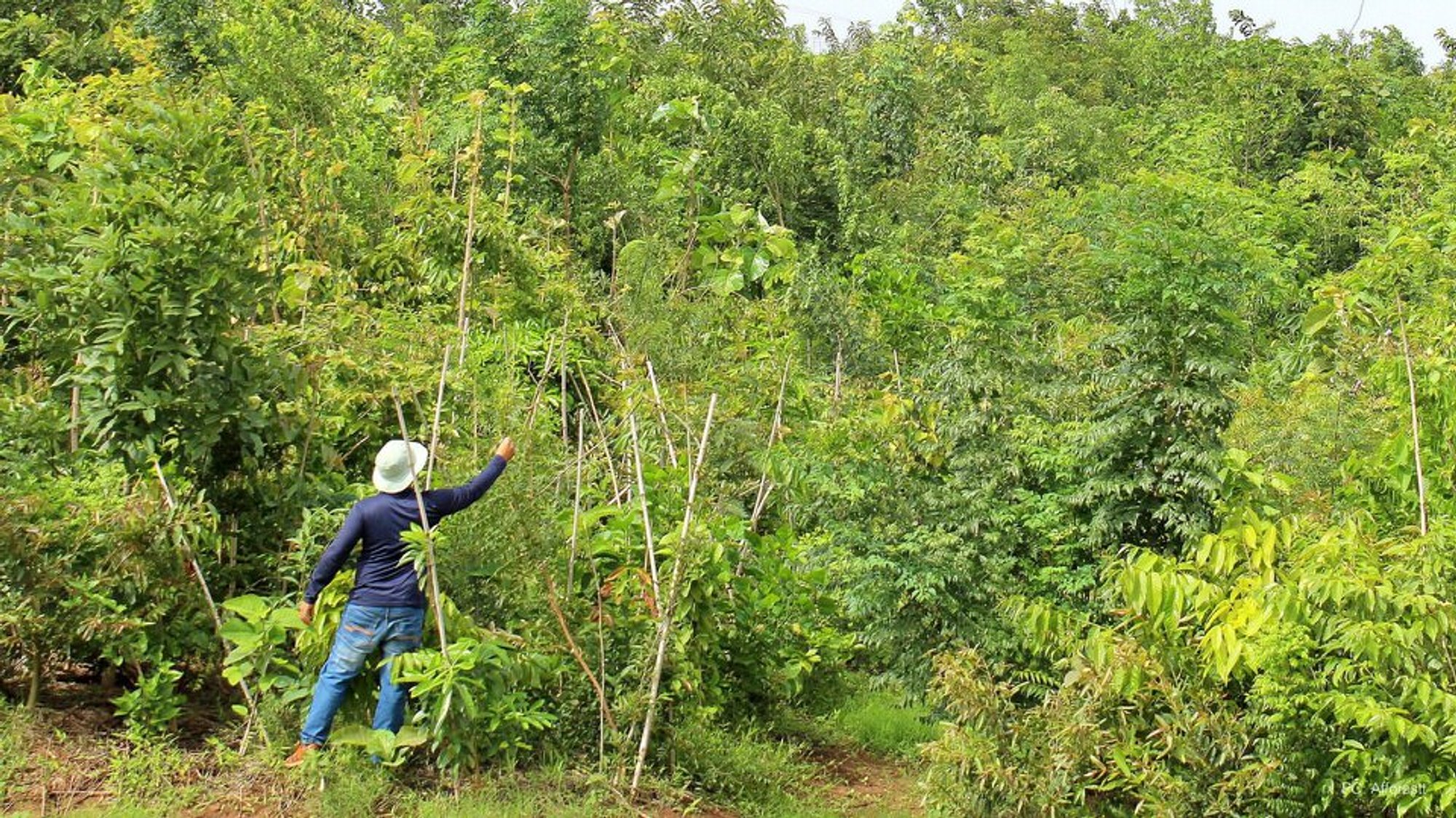 Sustainability projects in India