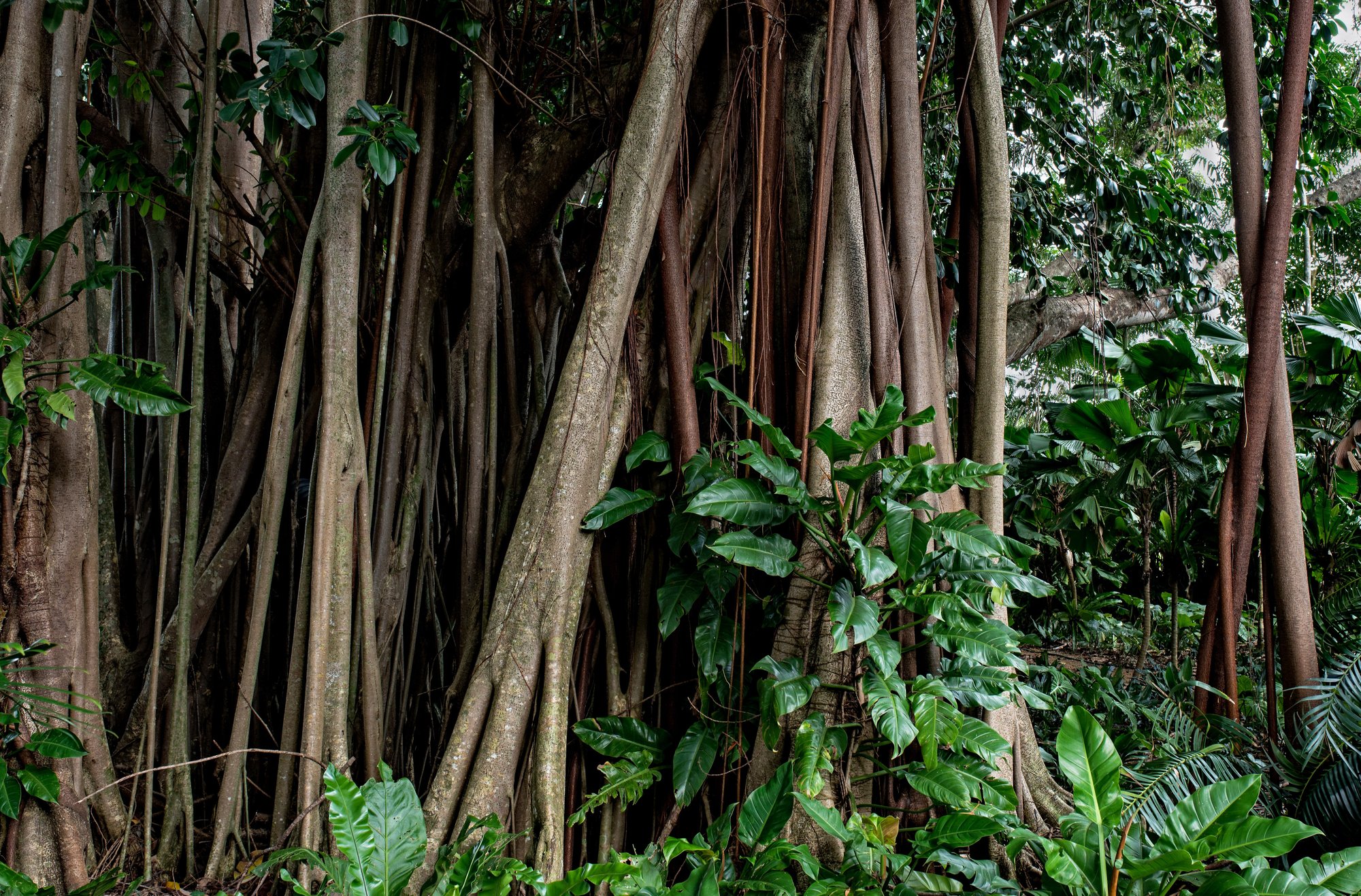 Banyan Tree