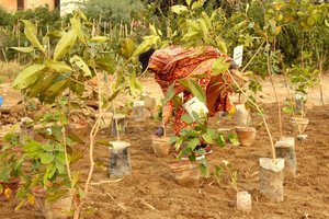 Sustainable projects with sugi Clifton Urban Forest