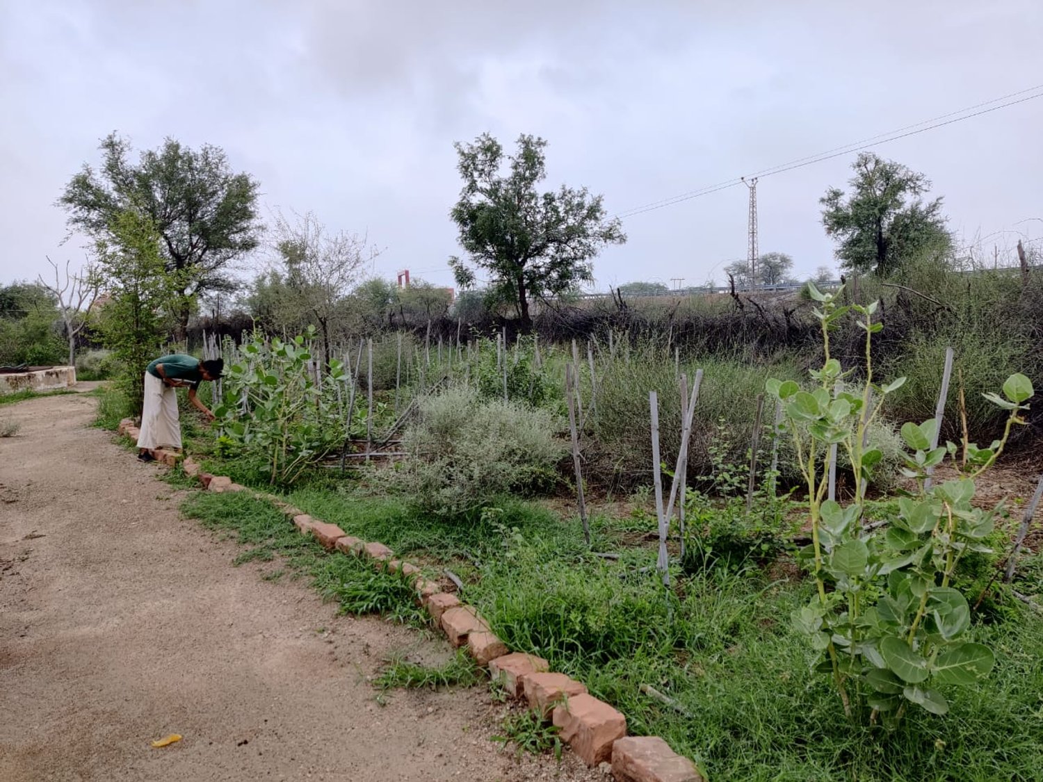 a woman stands by a garden