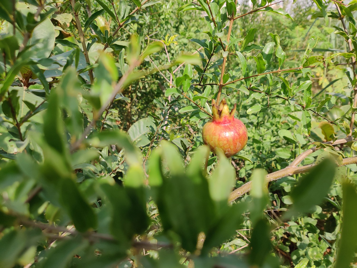 red pomegranate in a tree