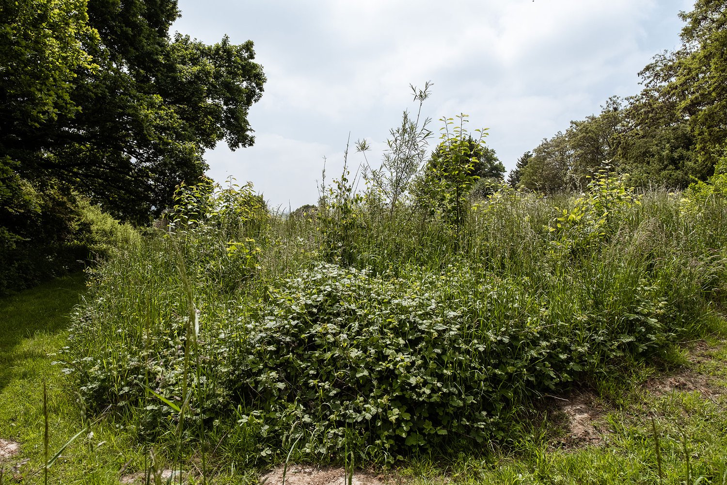 green grass and trees in a field