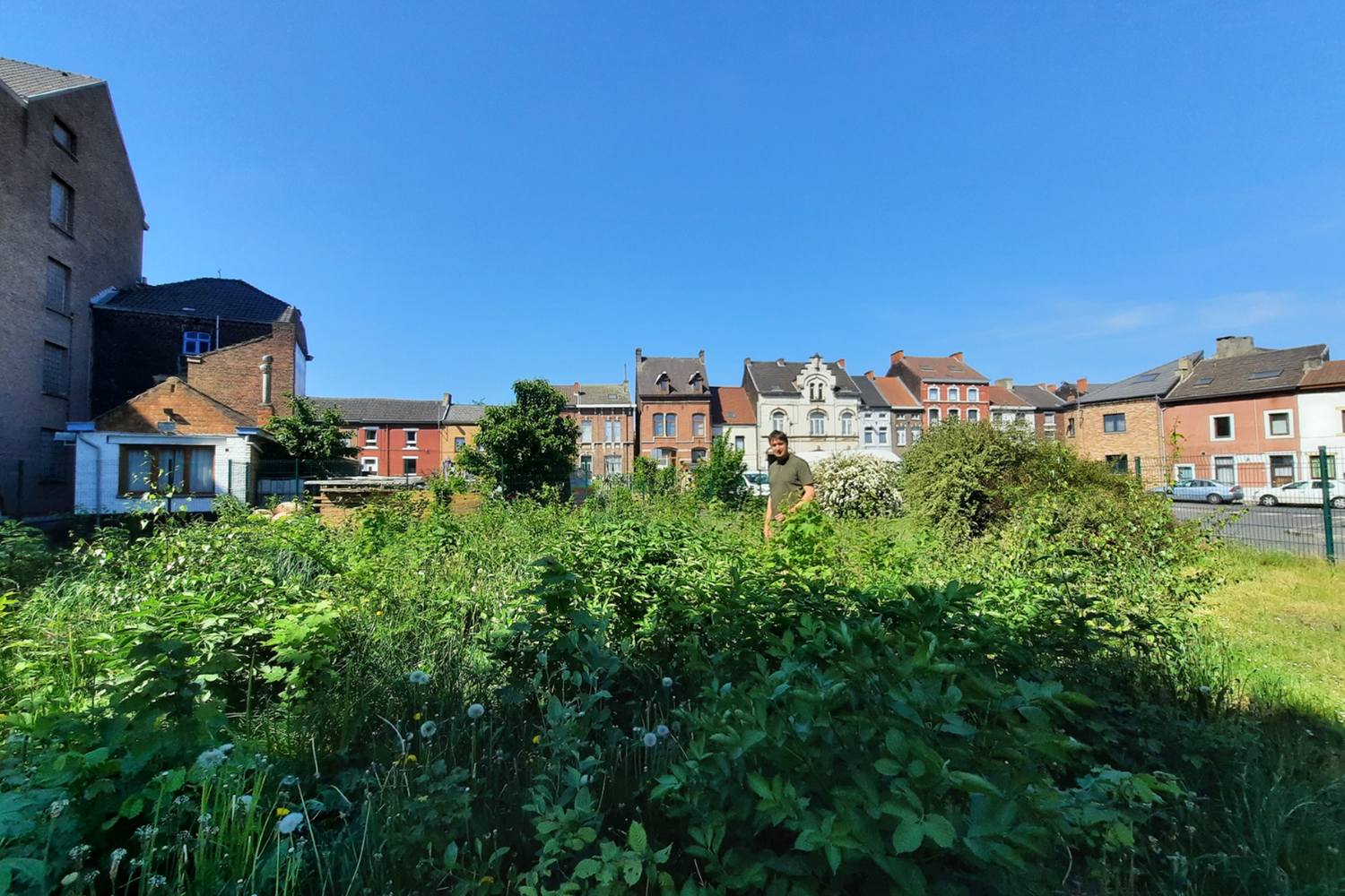 green forest growth and houses