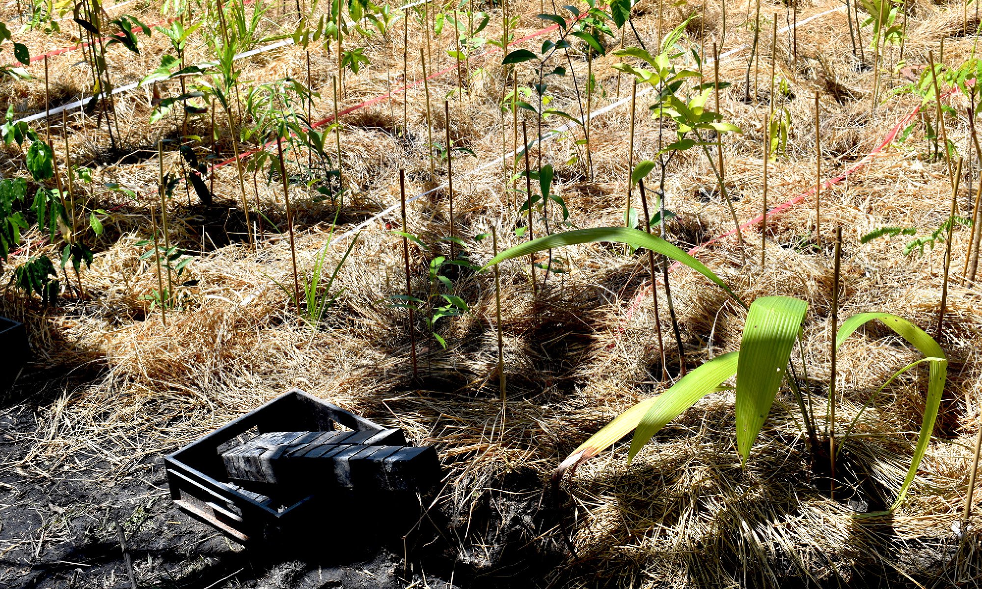 Planting at Tully