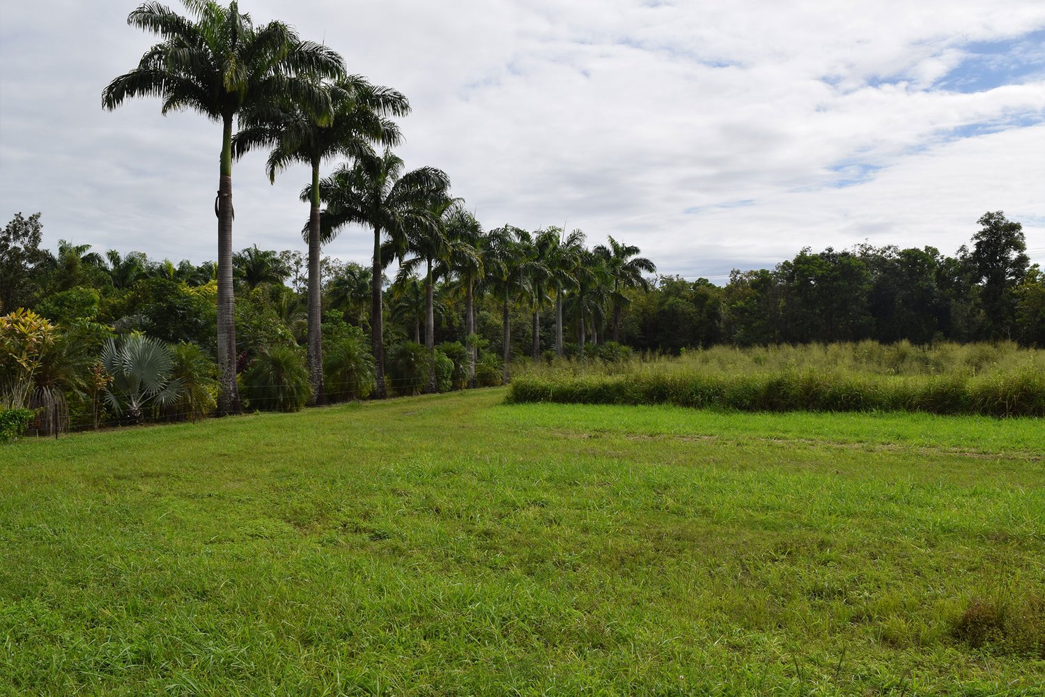 a green field and trees