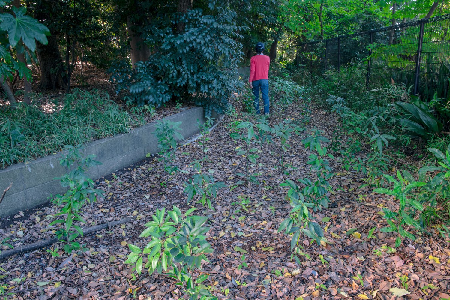 tree saplings in a forest