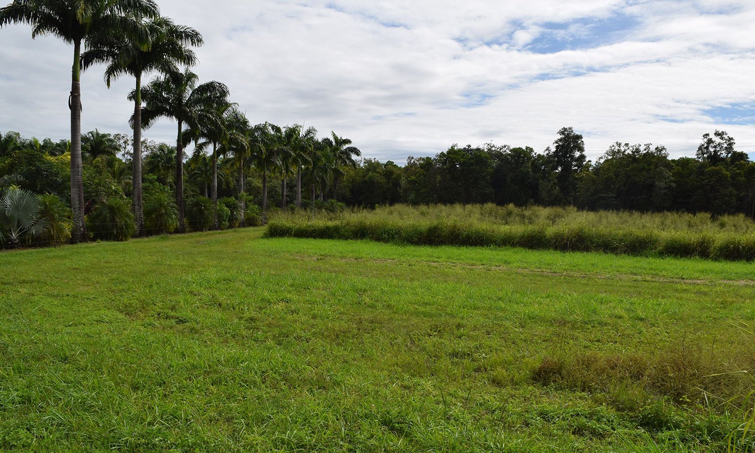 a green field and trees