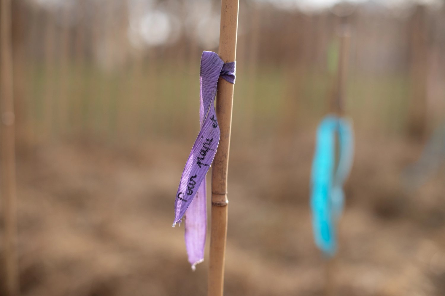 Gift a tree in France