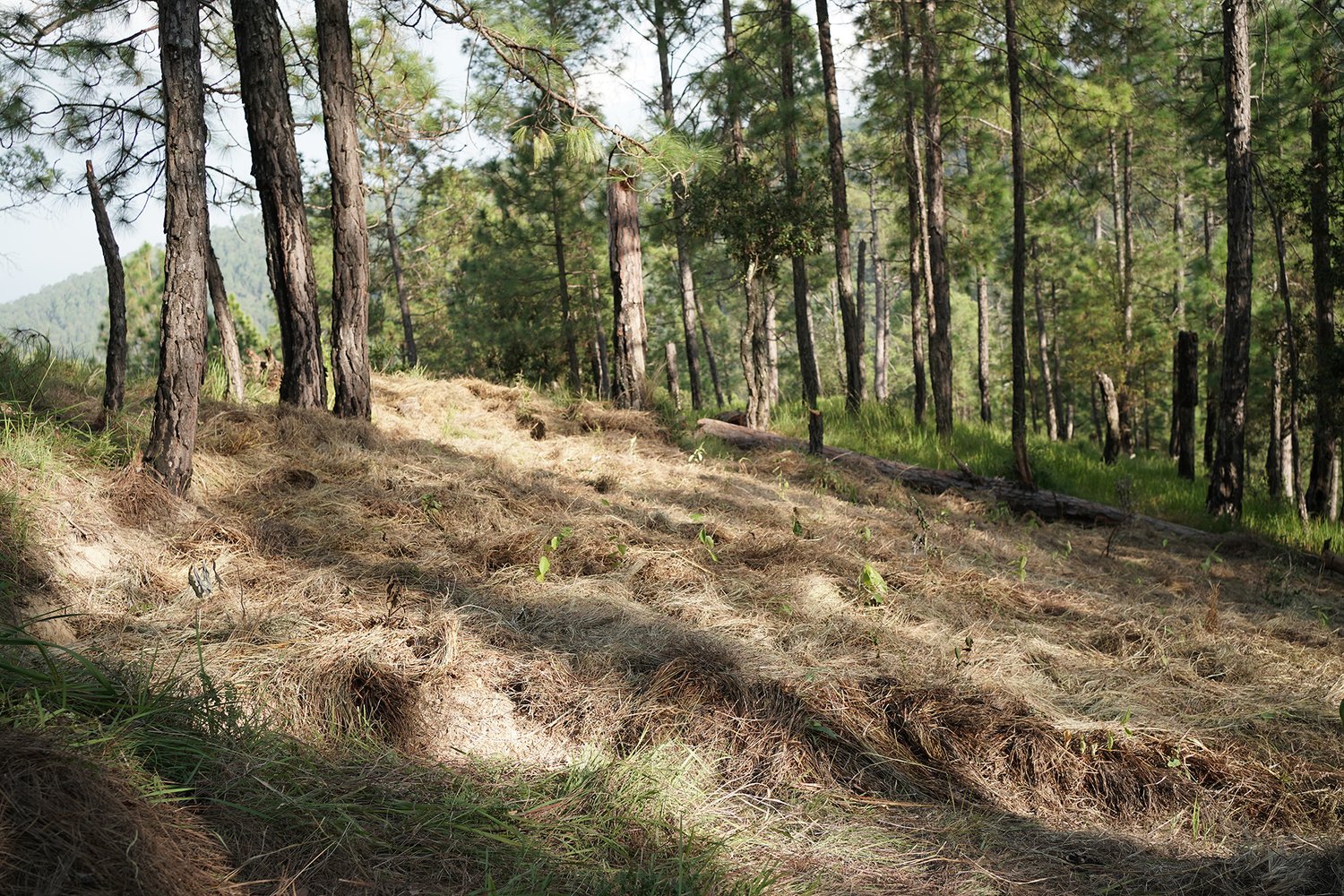 green saplings in a forest