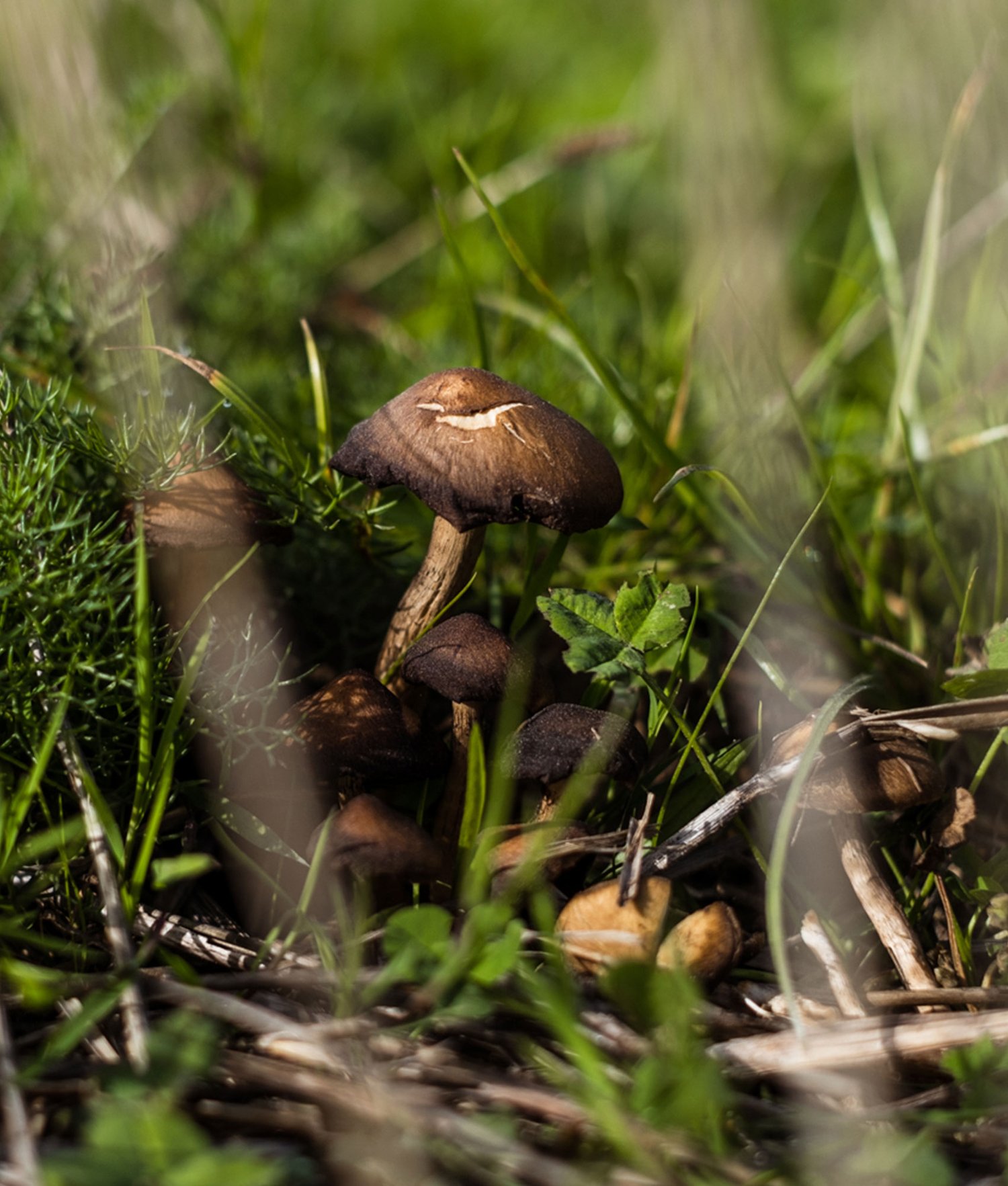 A Miyawaki pocket forest in the heart of Brussels – SUGi