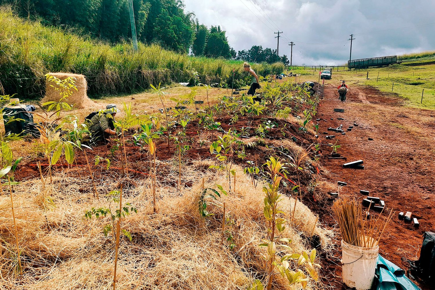 green saplings in the ground