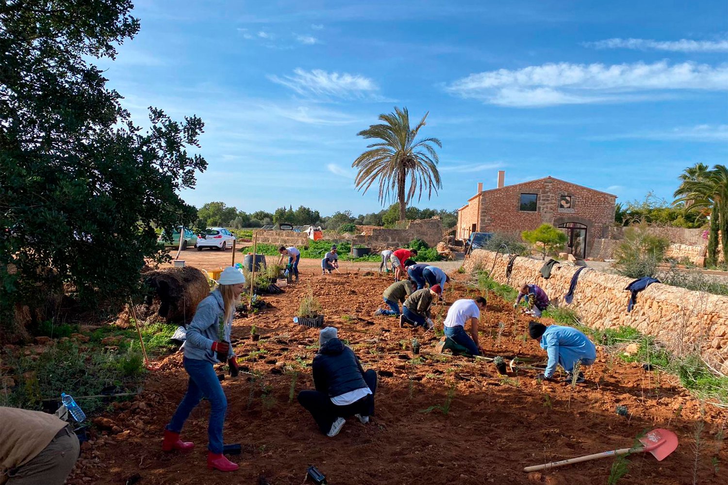 people plant tree saplings in the dirt