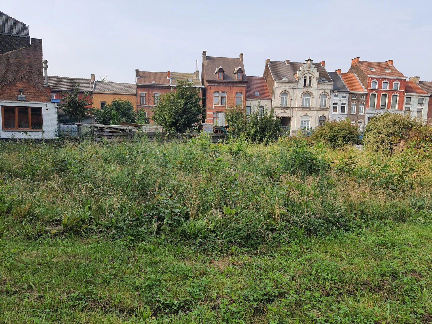 green forest growth and houses