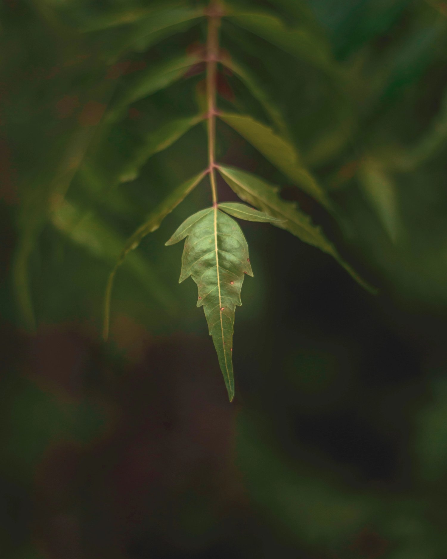 Neem Tree