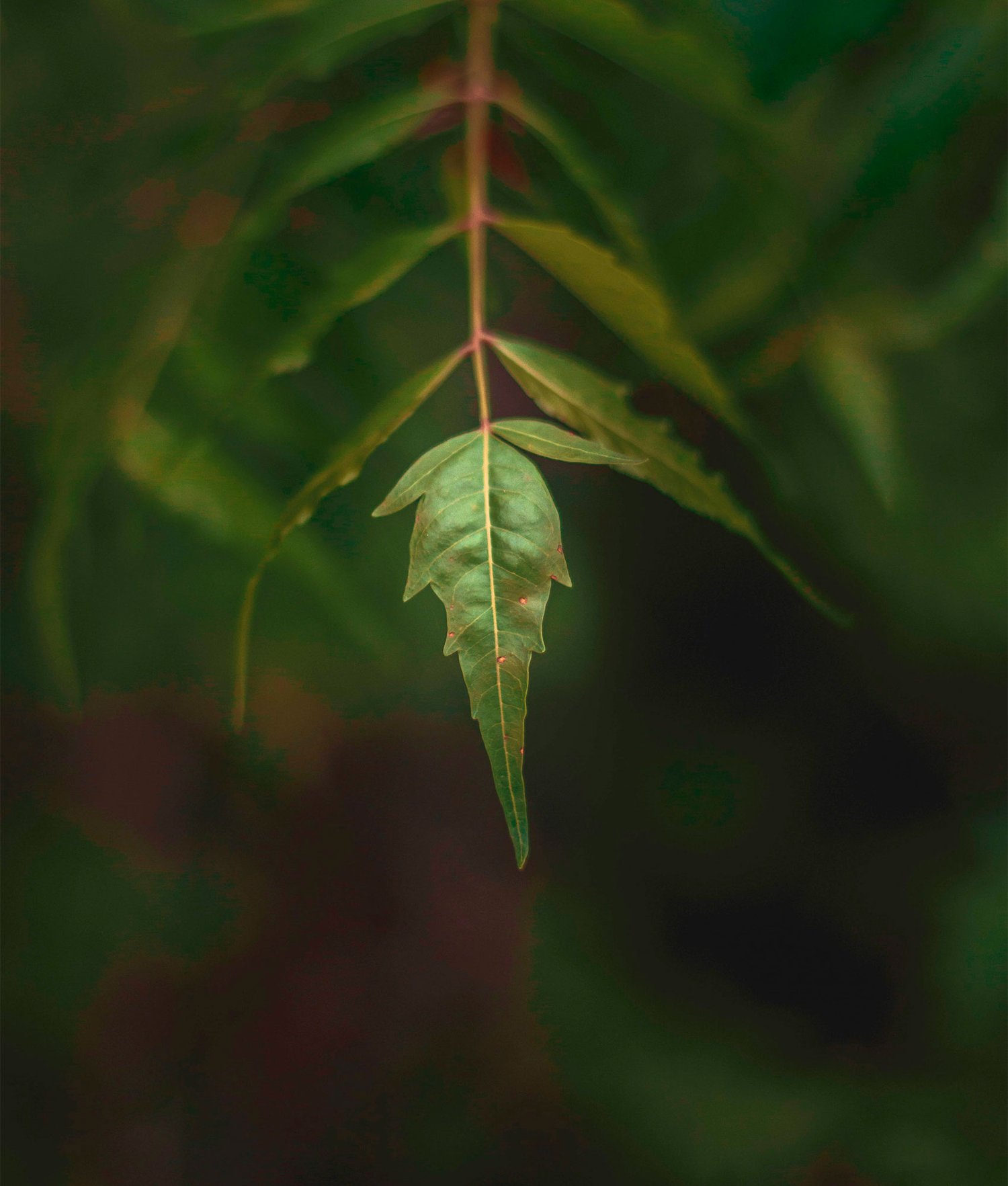 Neem Tree