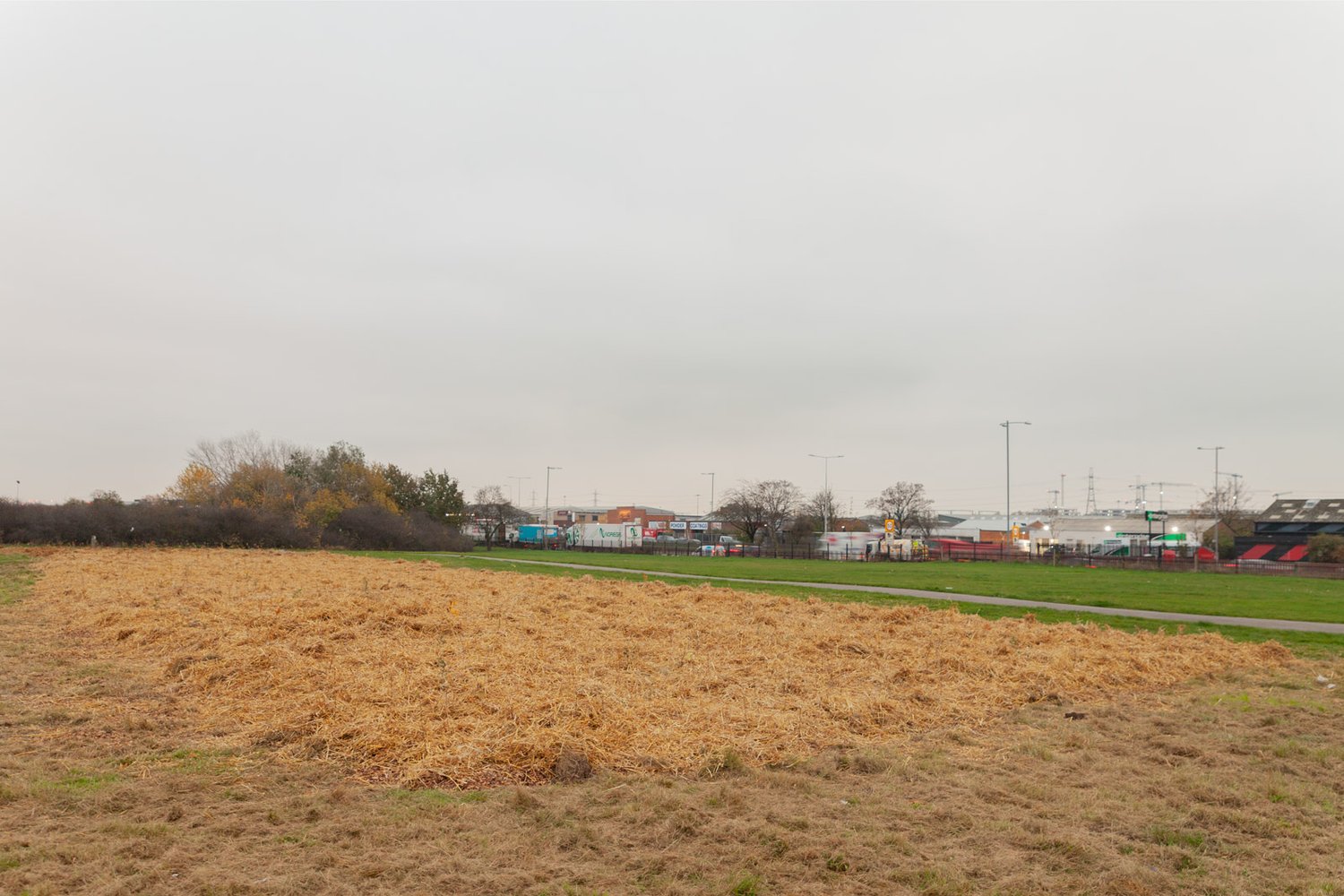 an open field with hay over saplings
