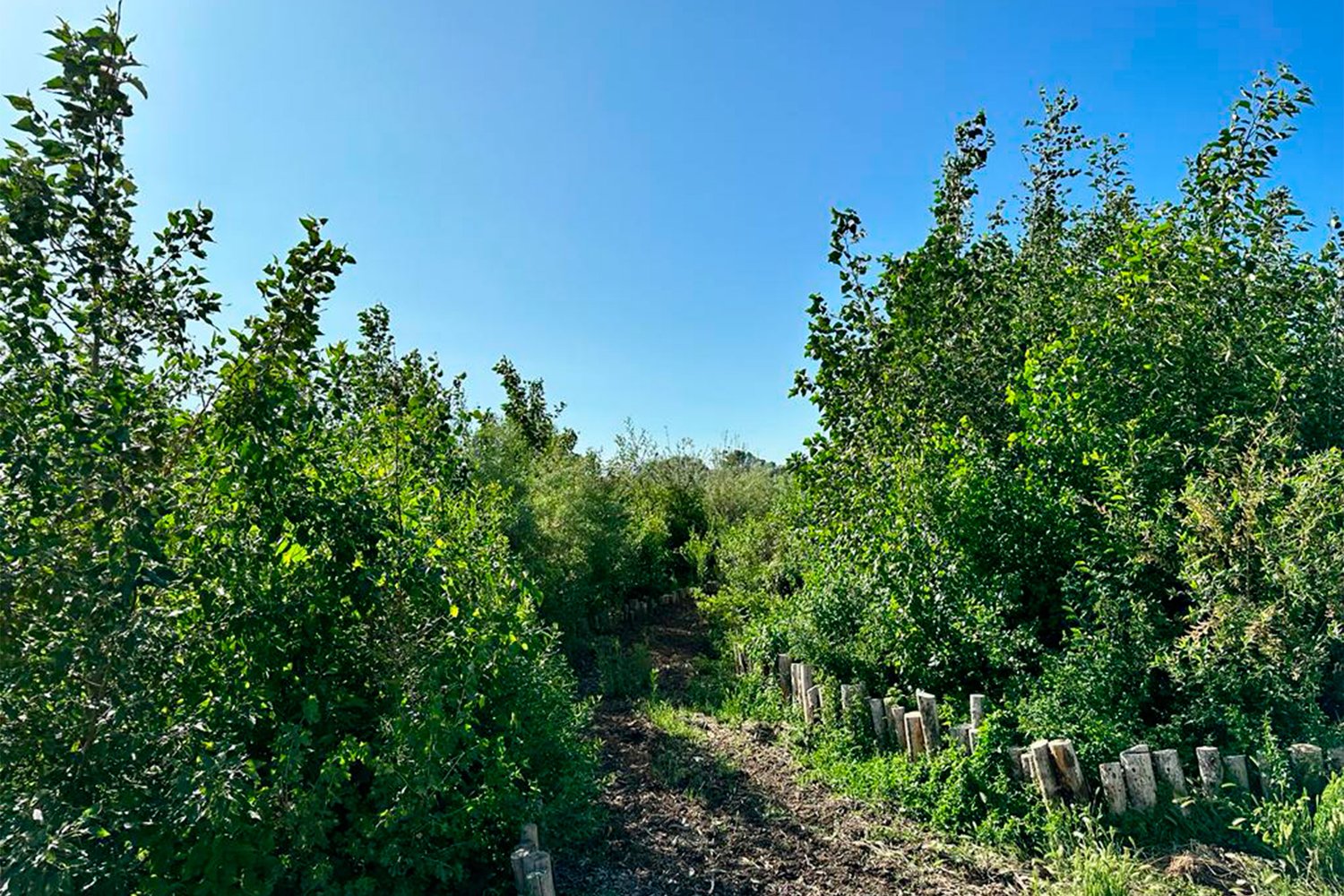 forest with a path
