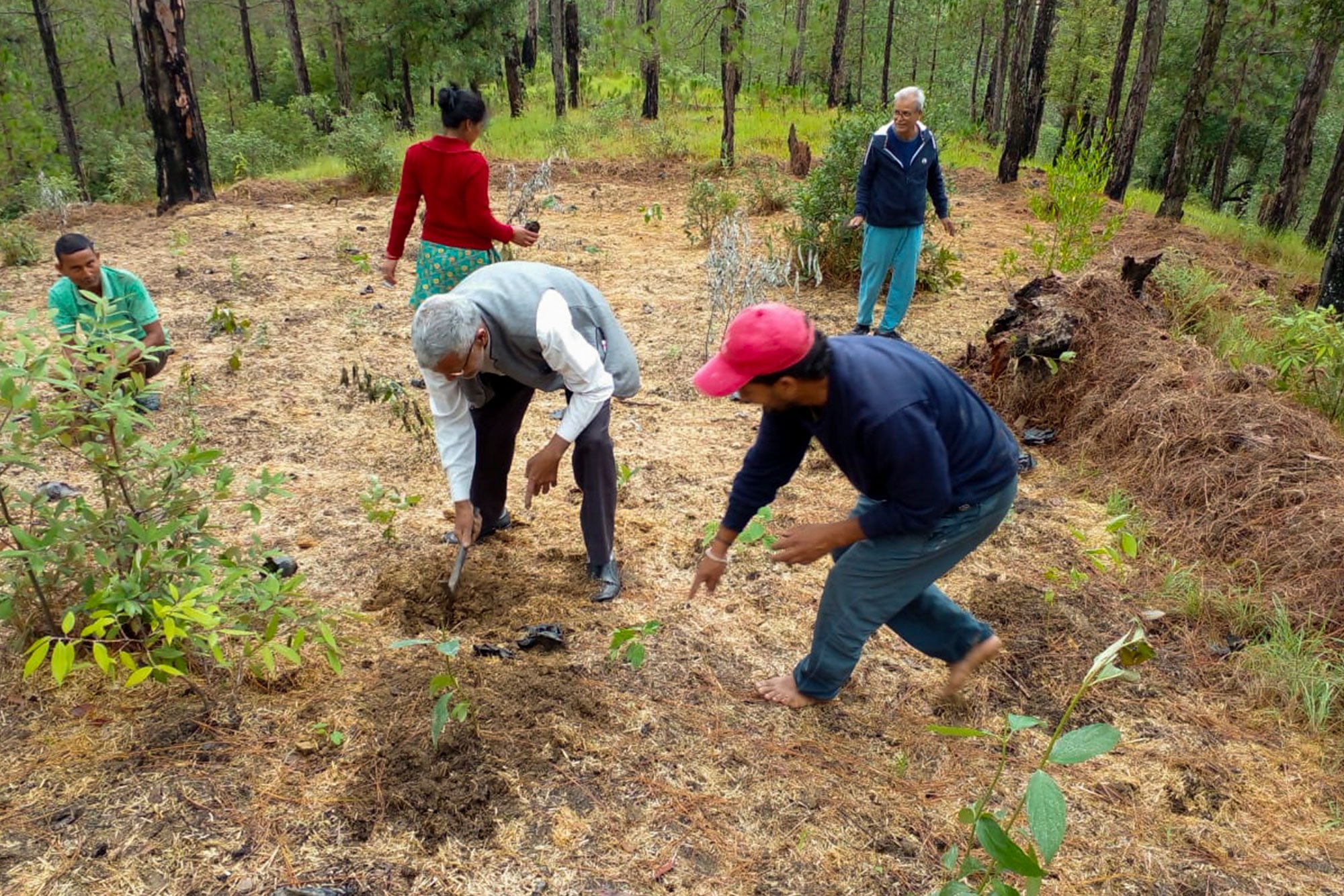 hands plant a sapling in the dirt