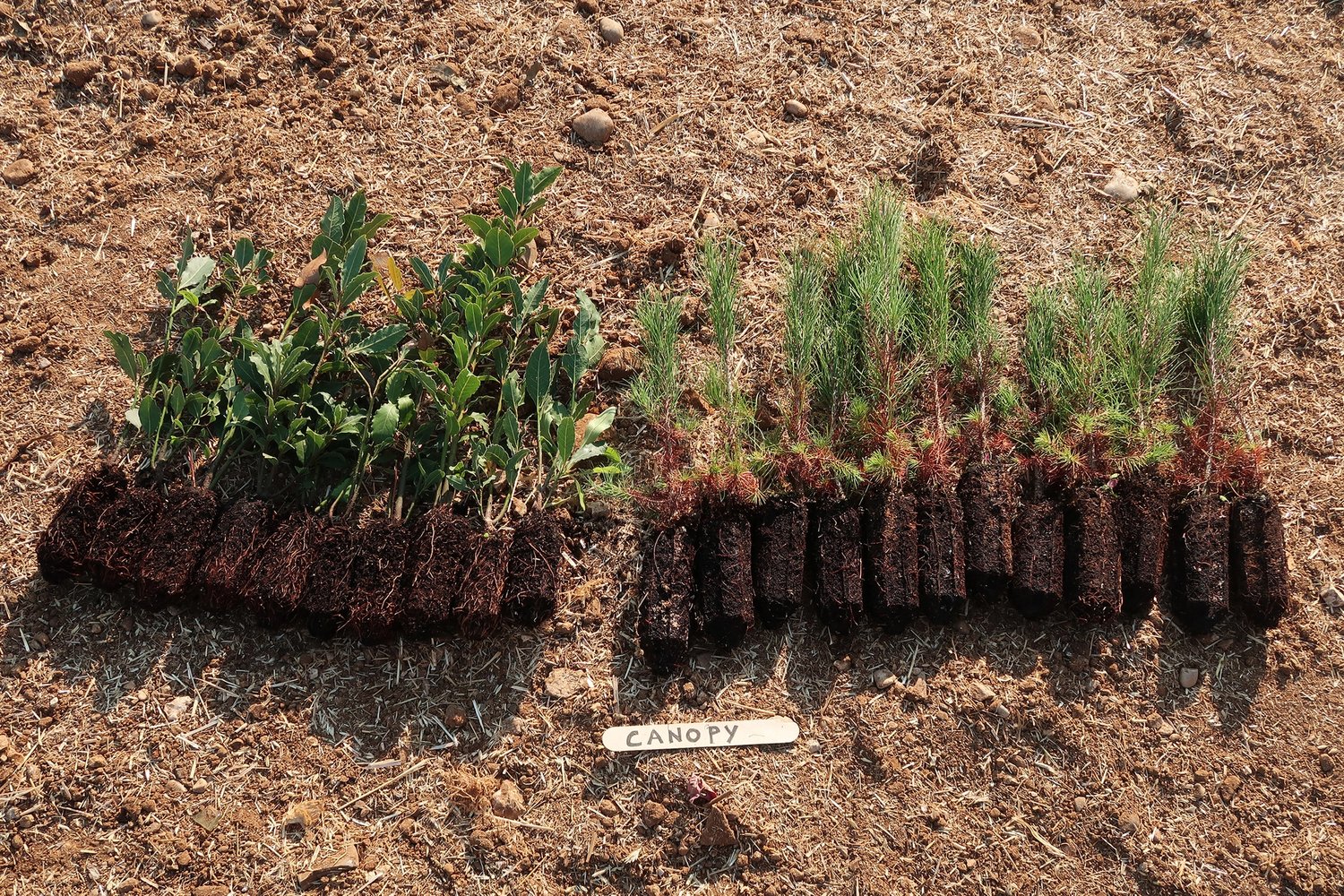 tree saplings on the ground.