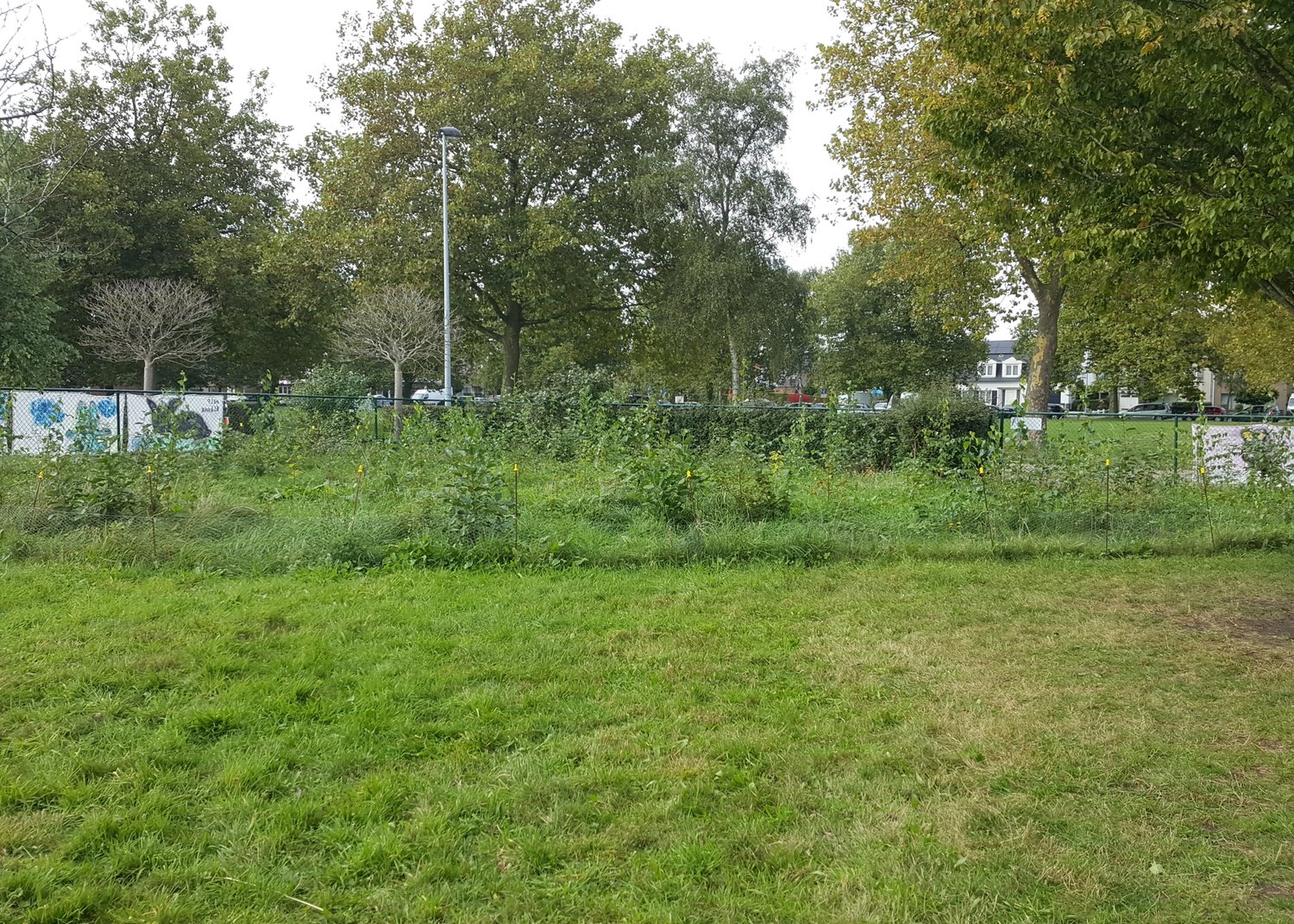 green grass and trees