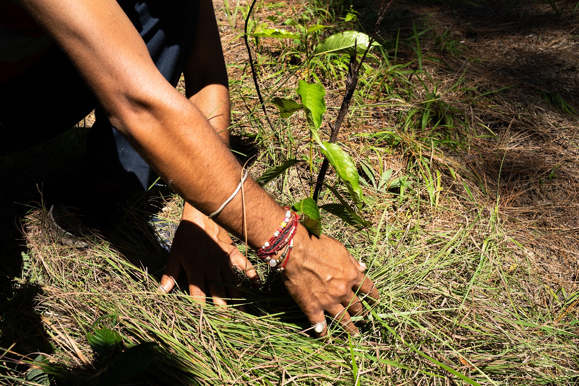 hands plant a sapling in the dirt