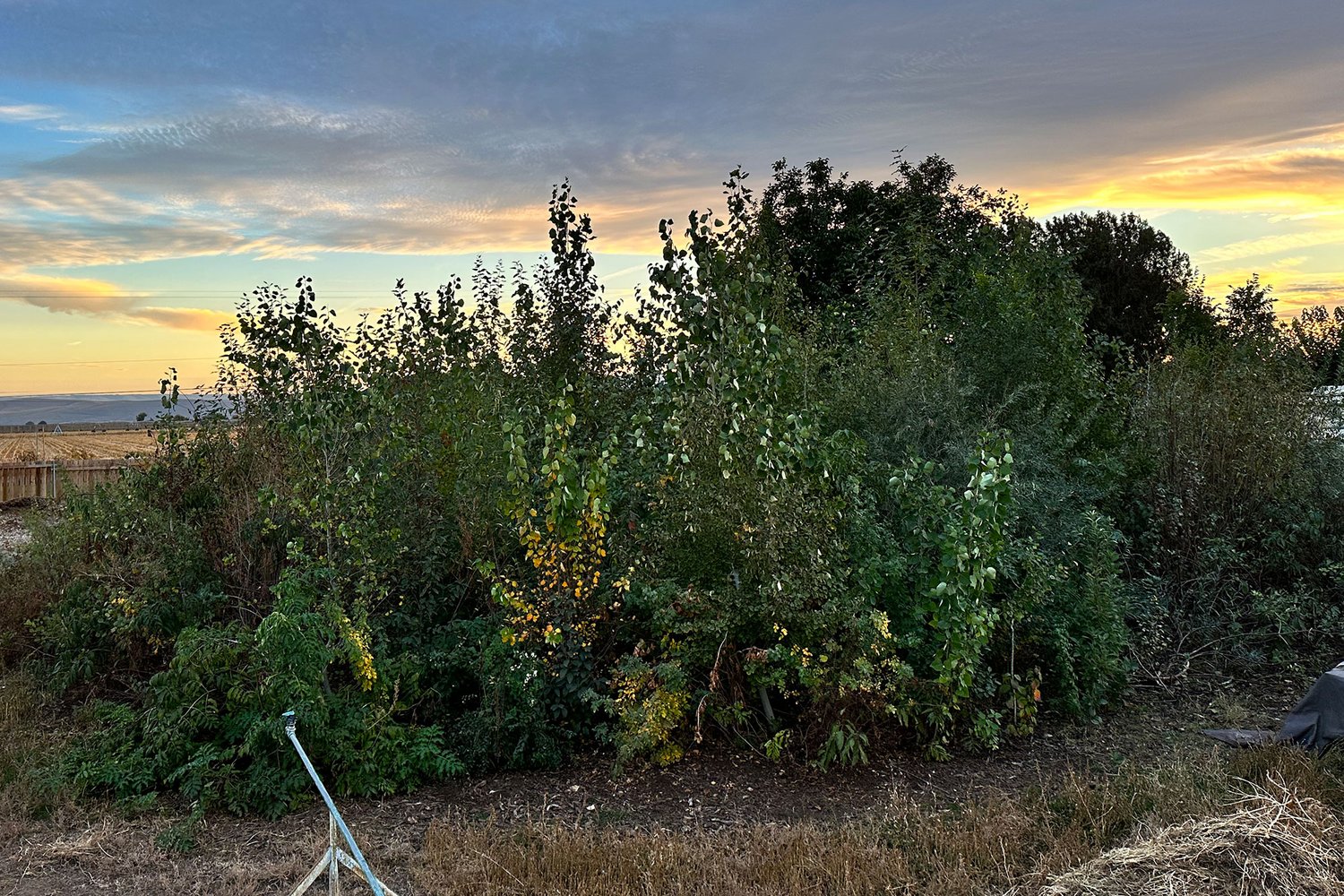 person stands in front of a tall green forest