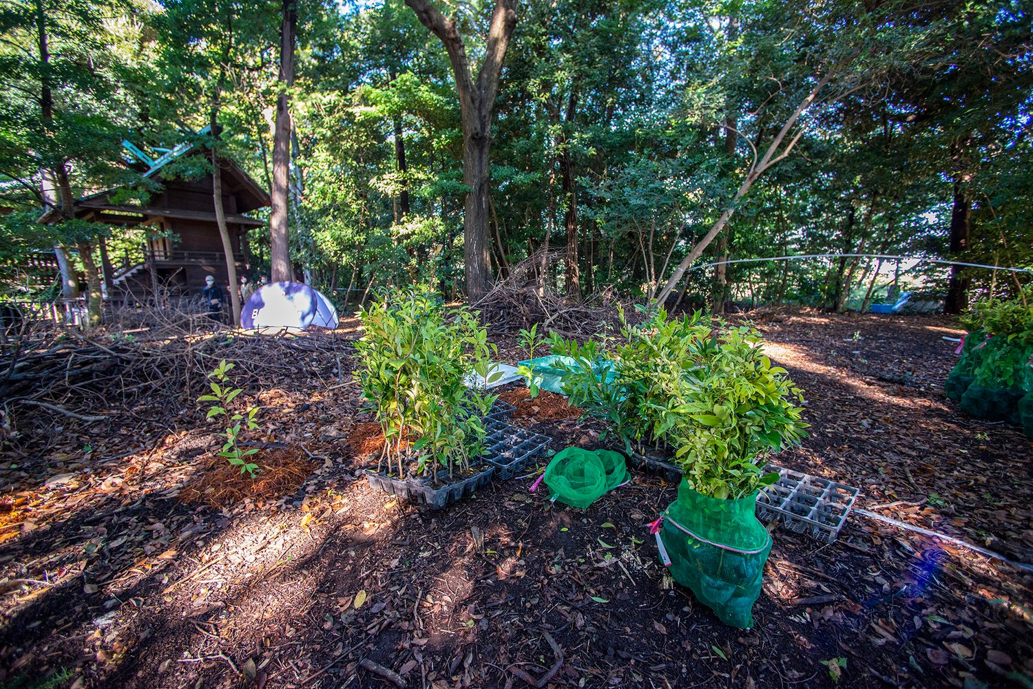 green saplings and a hut