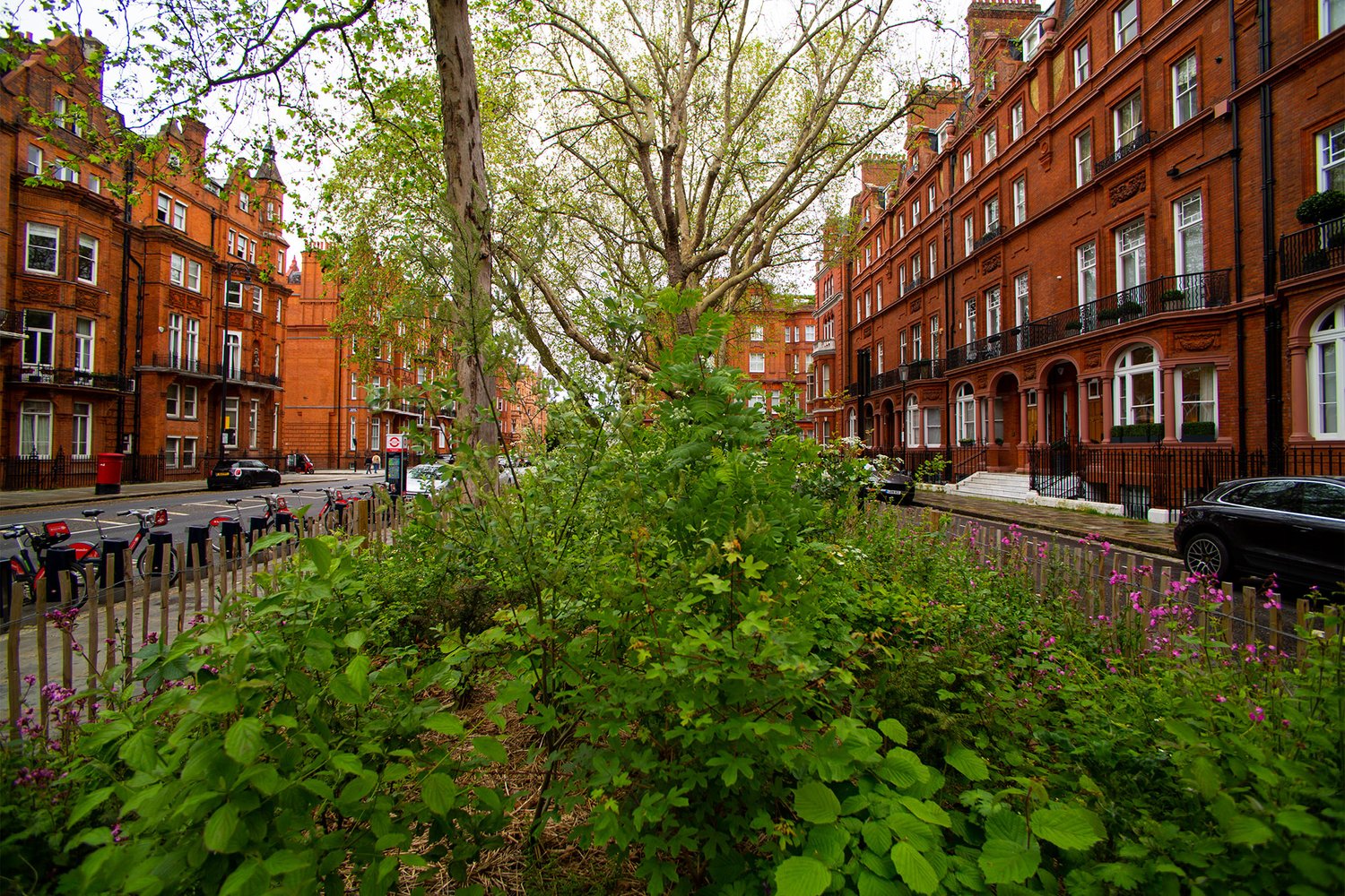 trees, sidewalks and cars