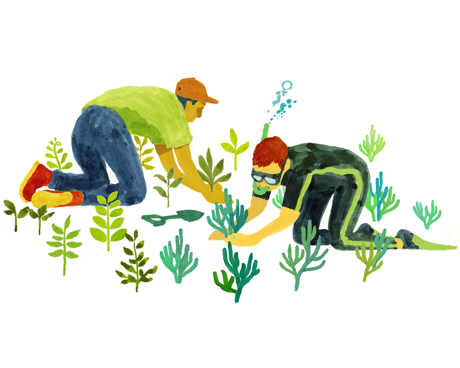 regenerate ecosystems with sugi