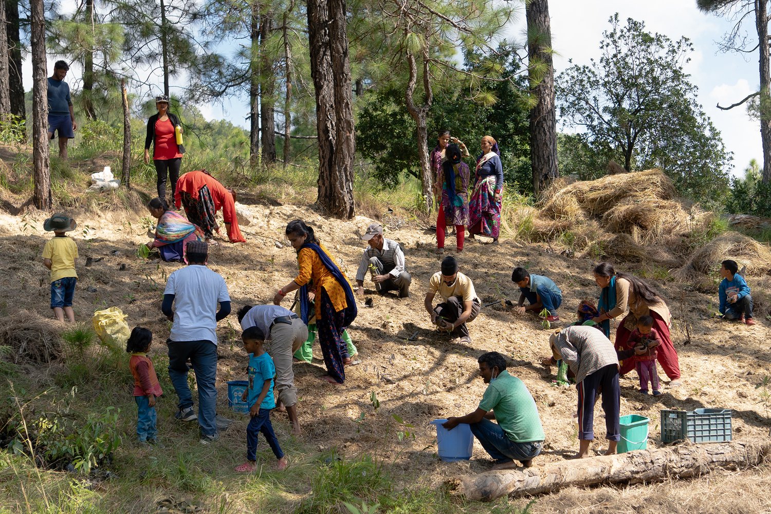 people plant saplings in a forest