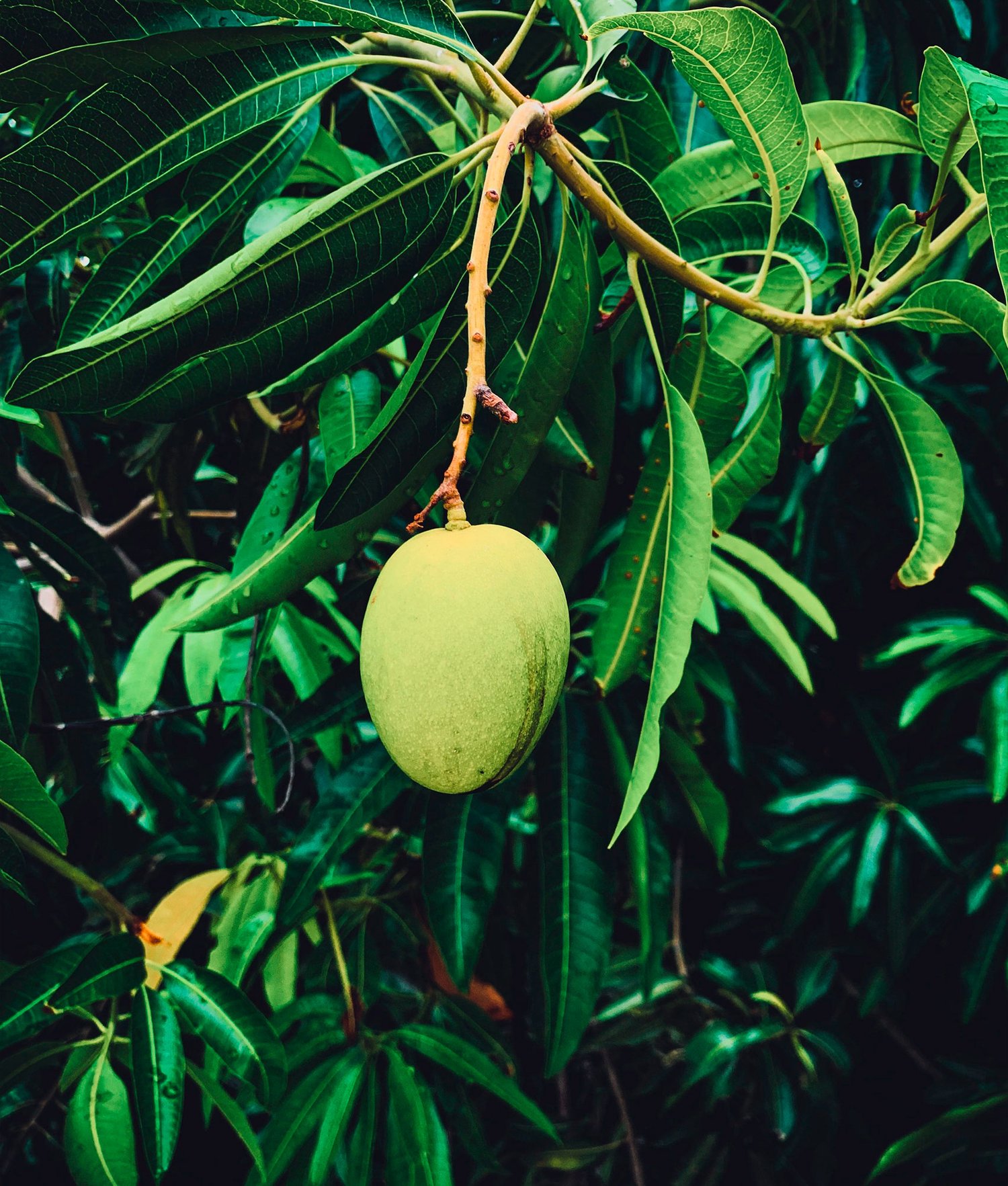 Mango Tree