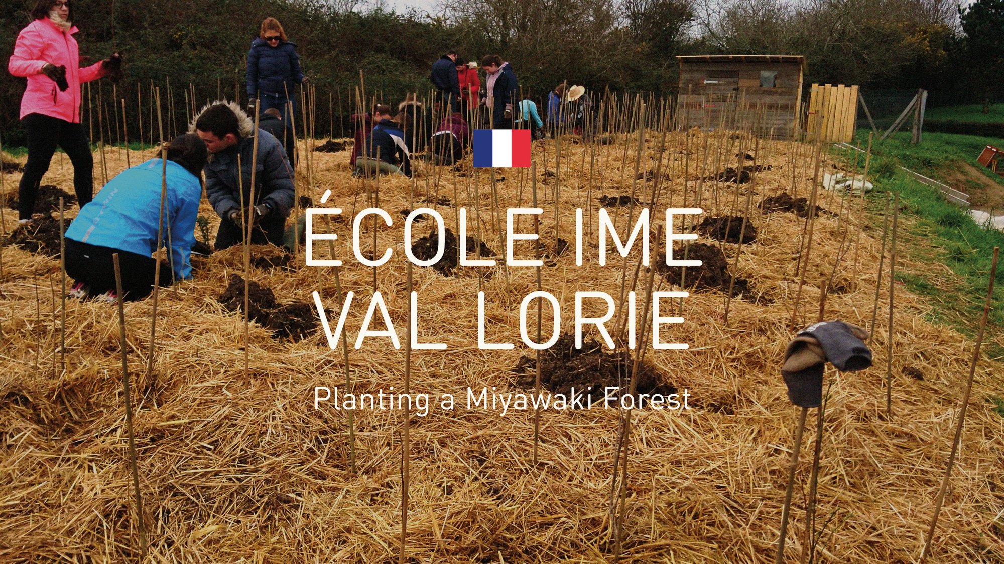 Miyawaki forest in Nates, France