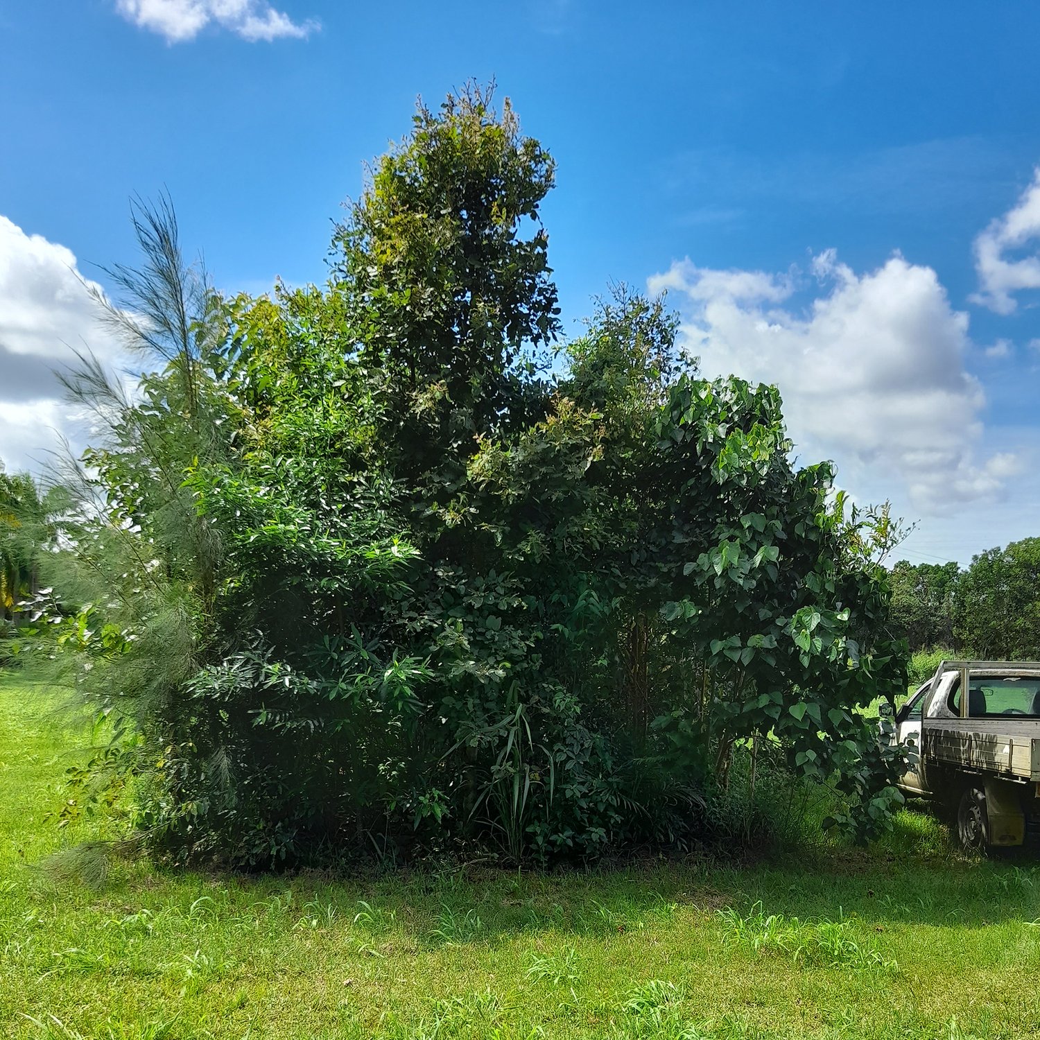 tall green trees