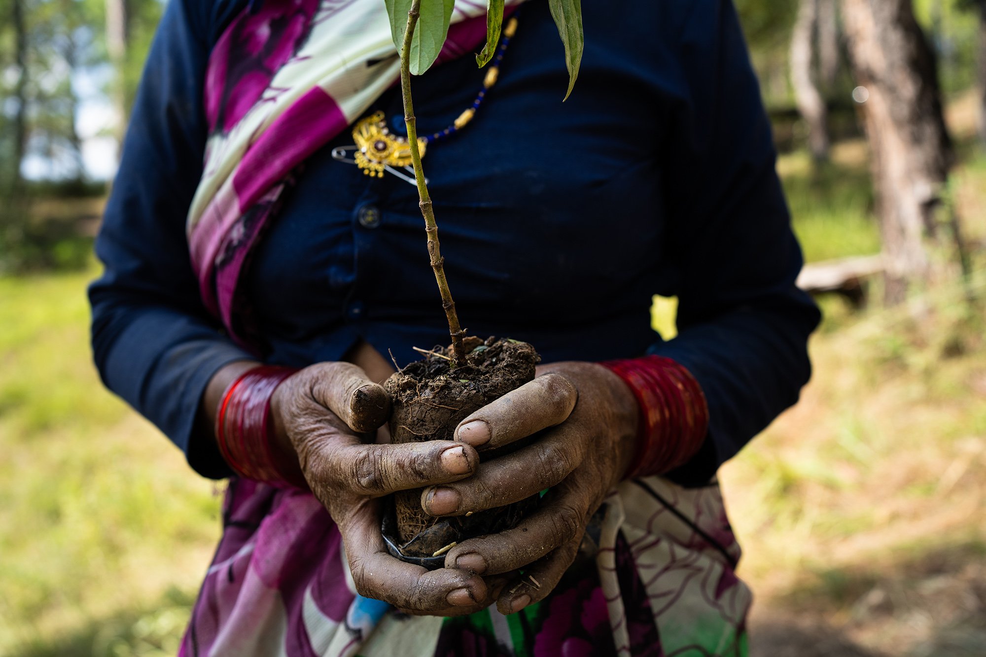 a woman holds a sapling in her hand