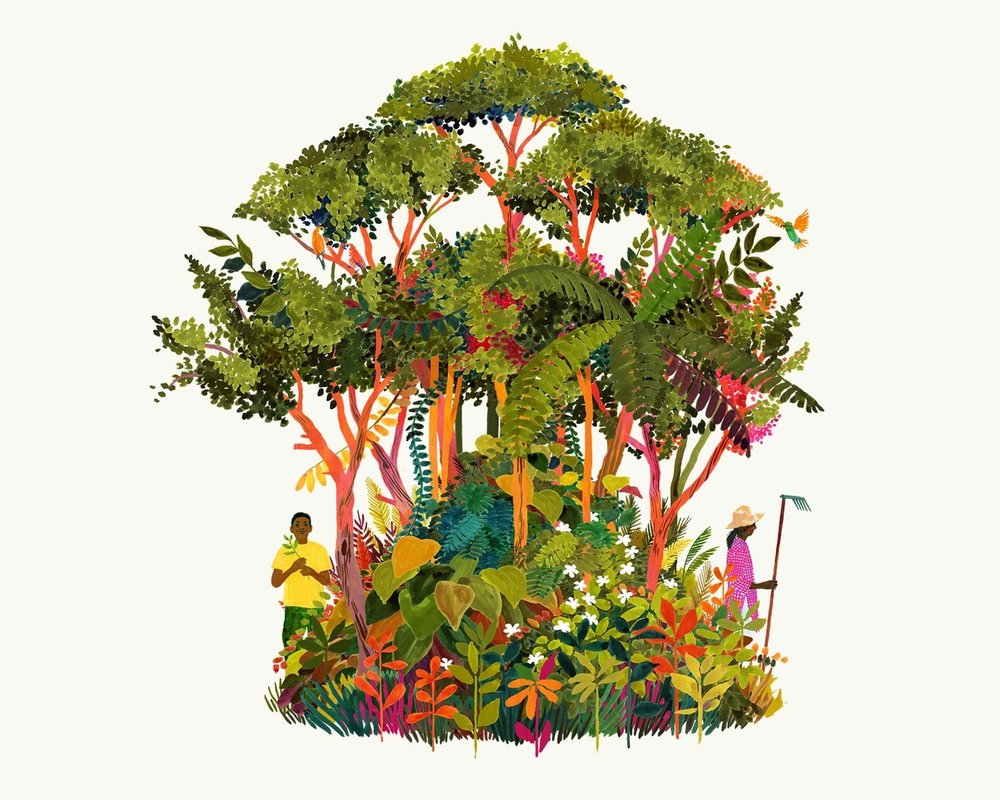 gift a tree with sugi