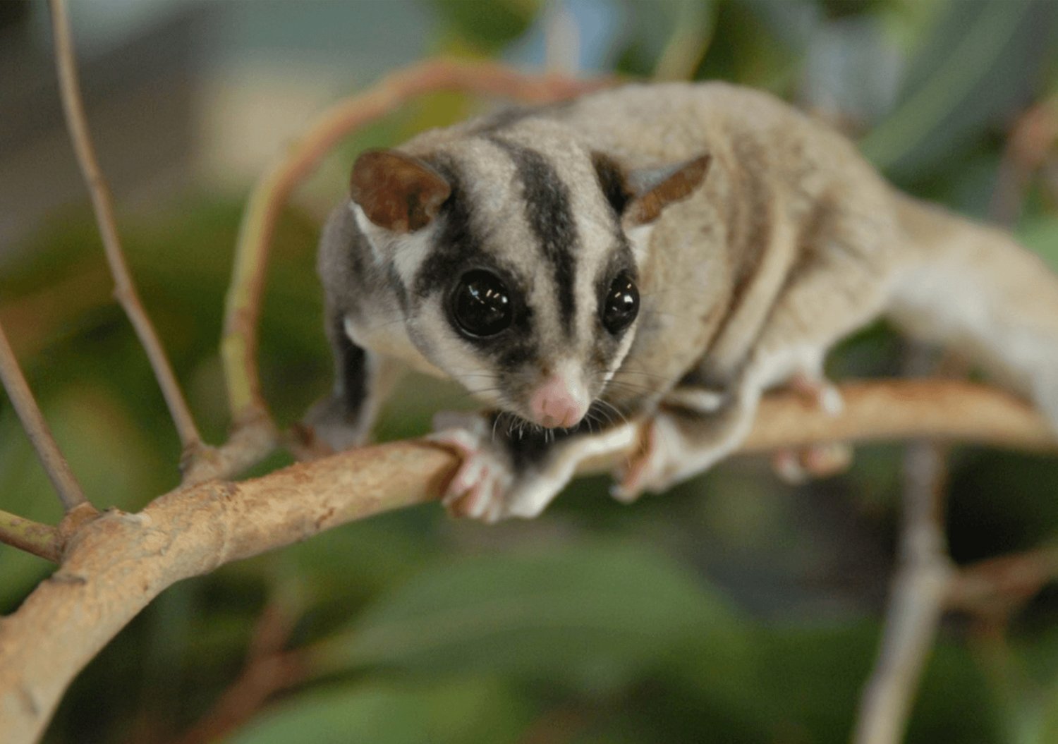 a mahogany glider rests on a tree branch